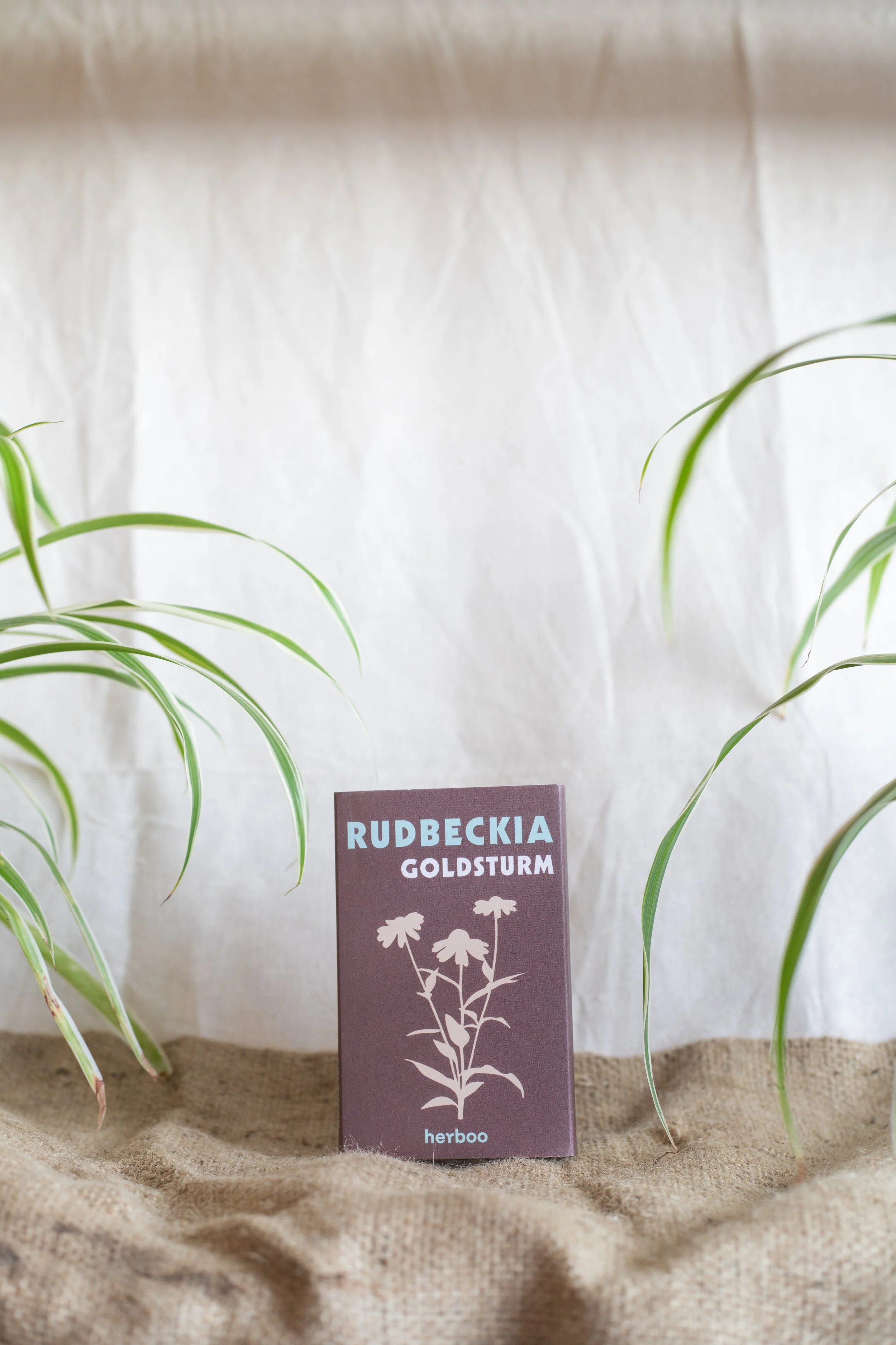 Rudbeckia ‘Goldsturm’ (Herboo)