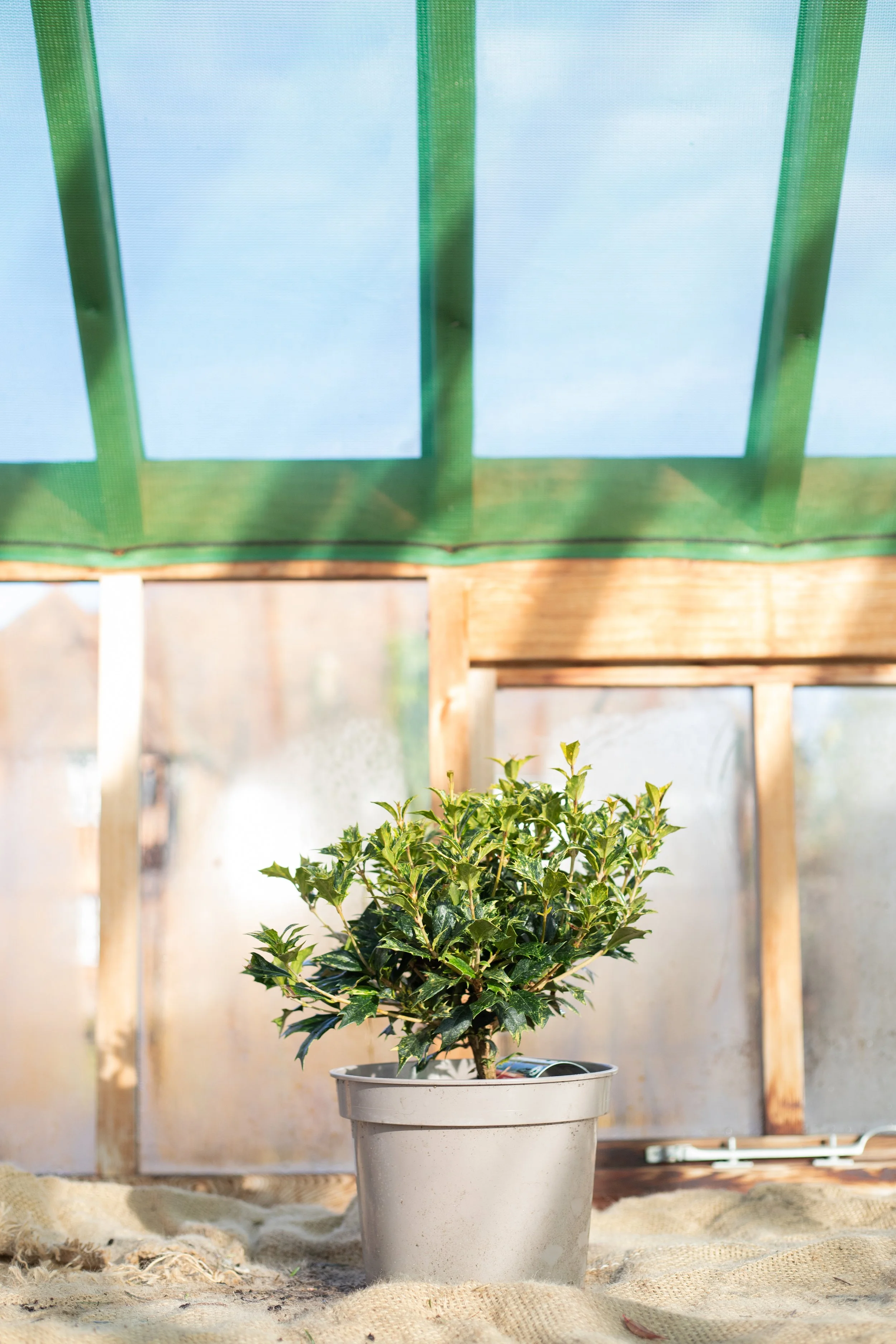 Osmanthus heterophyllus ‘Goshiki’ (Holly olive ‘Goshiki’) [5L]