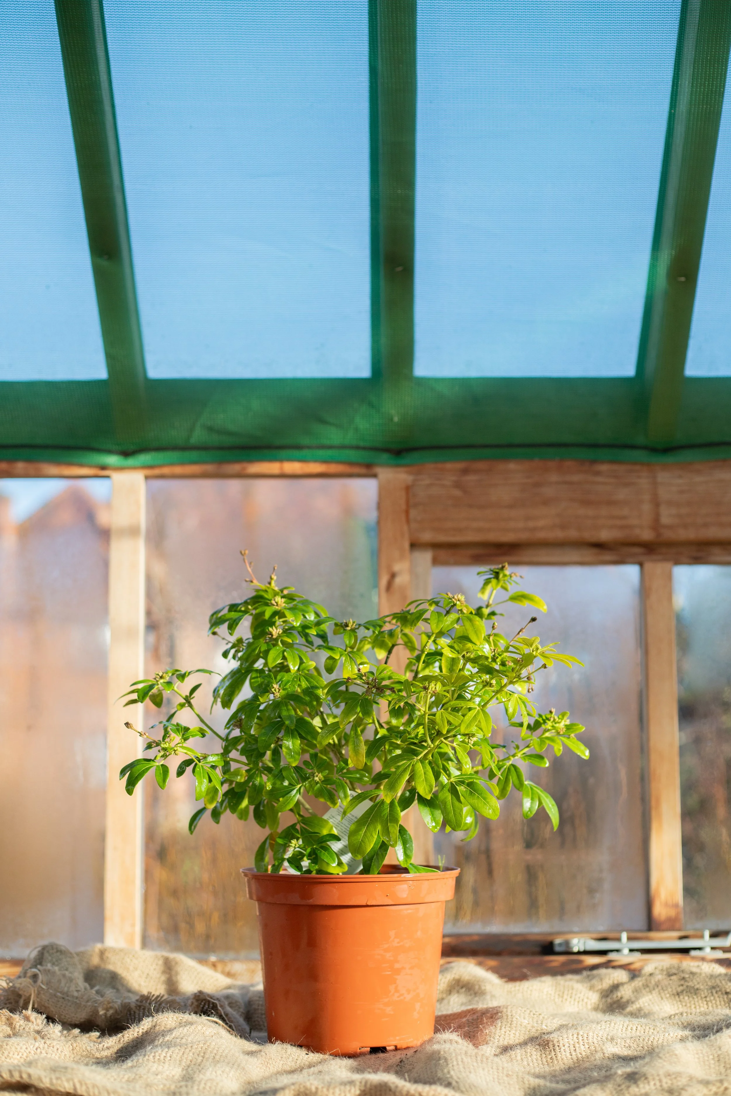 Choisya ternata (Mexican orange blossom) [5L]