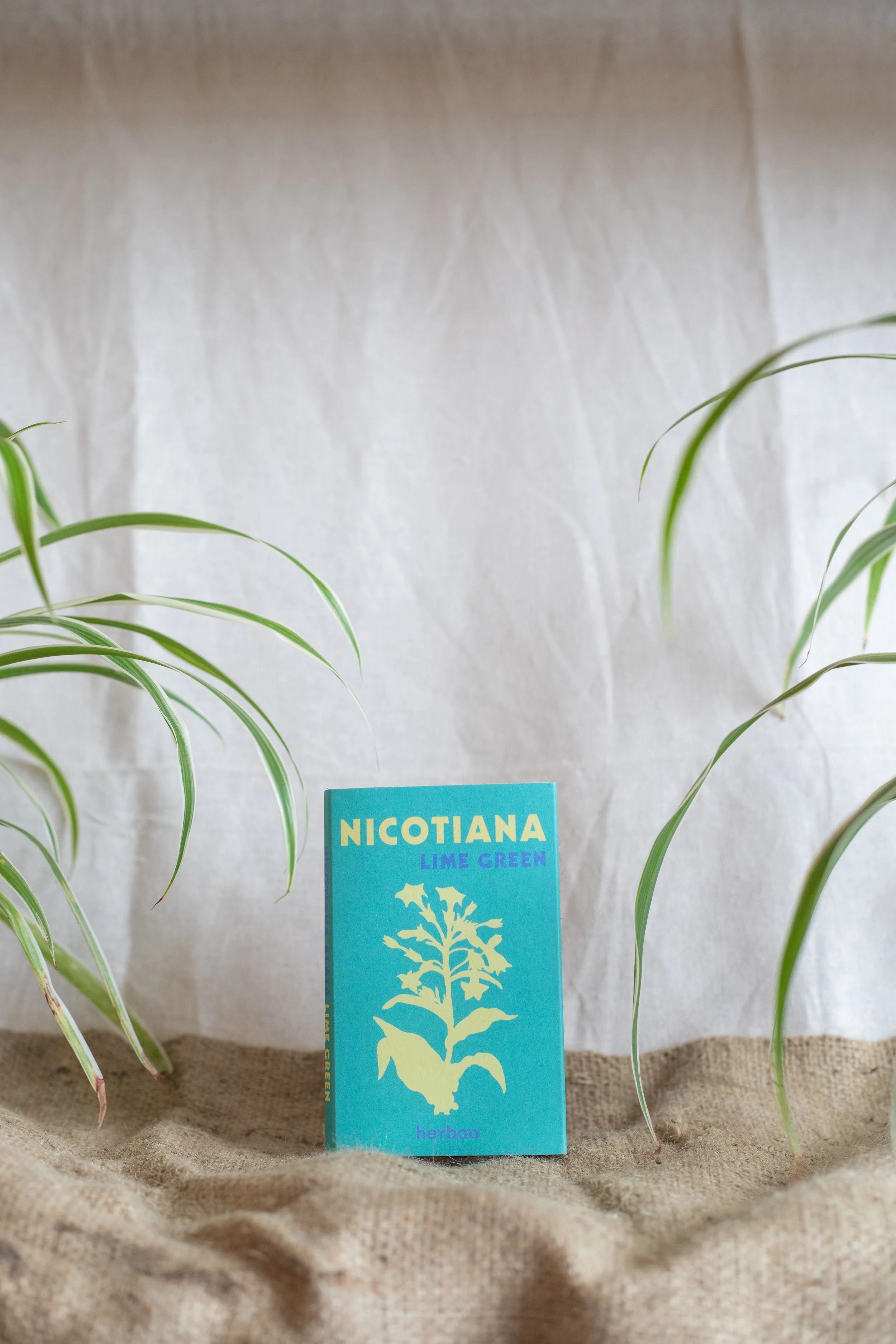 Nicotiana ‘Lime Green’ (Herboo)