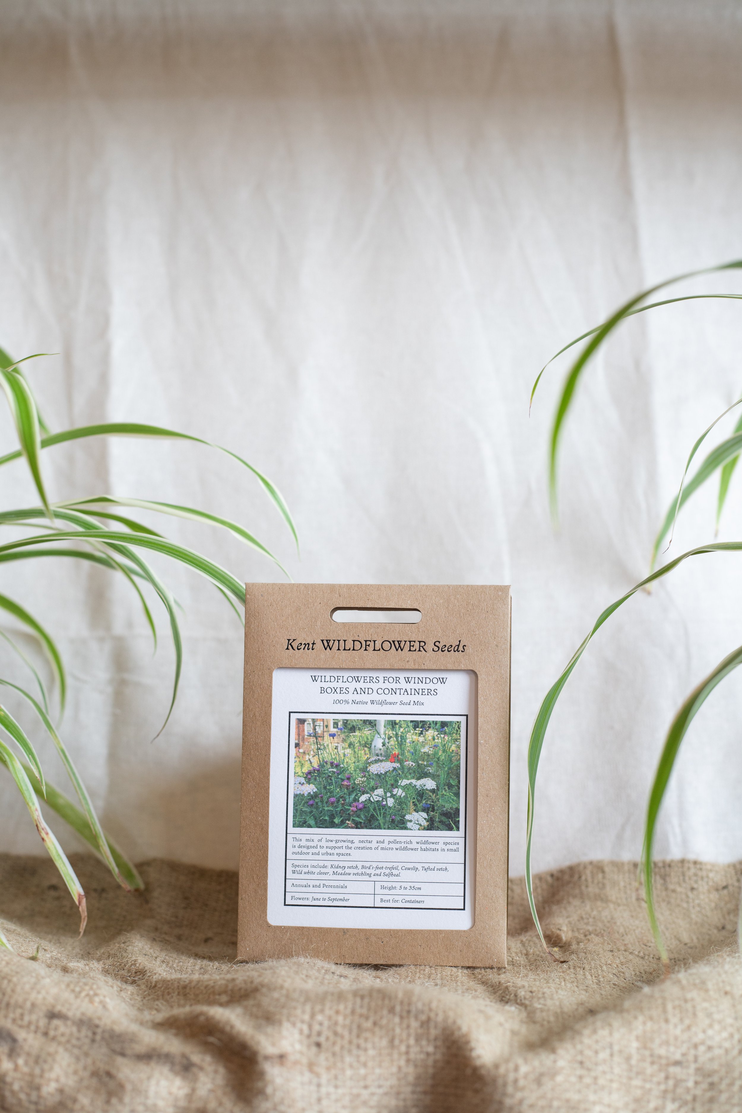 Wildflowers for window boxes and containers (Kent Wildflower Seeds)