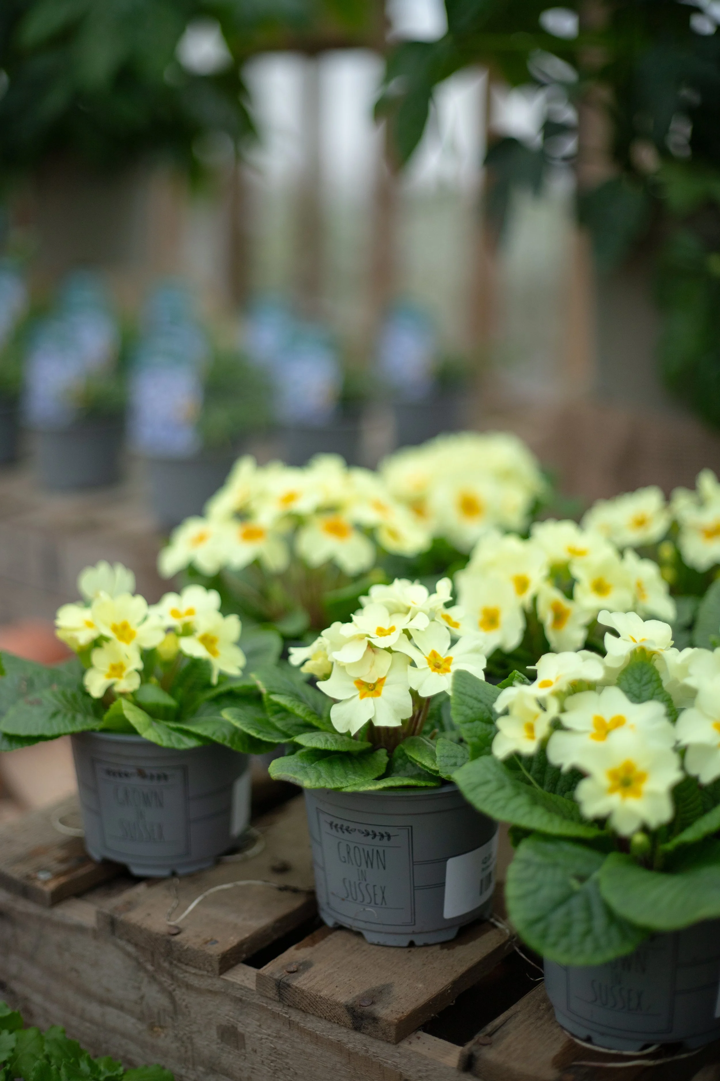 Potted primrose flowers with light yellow petals and orange centers on a wooden shelf in a greenhouse or garden setting.