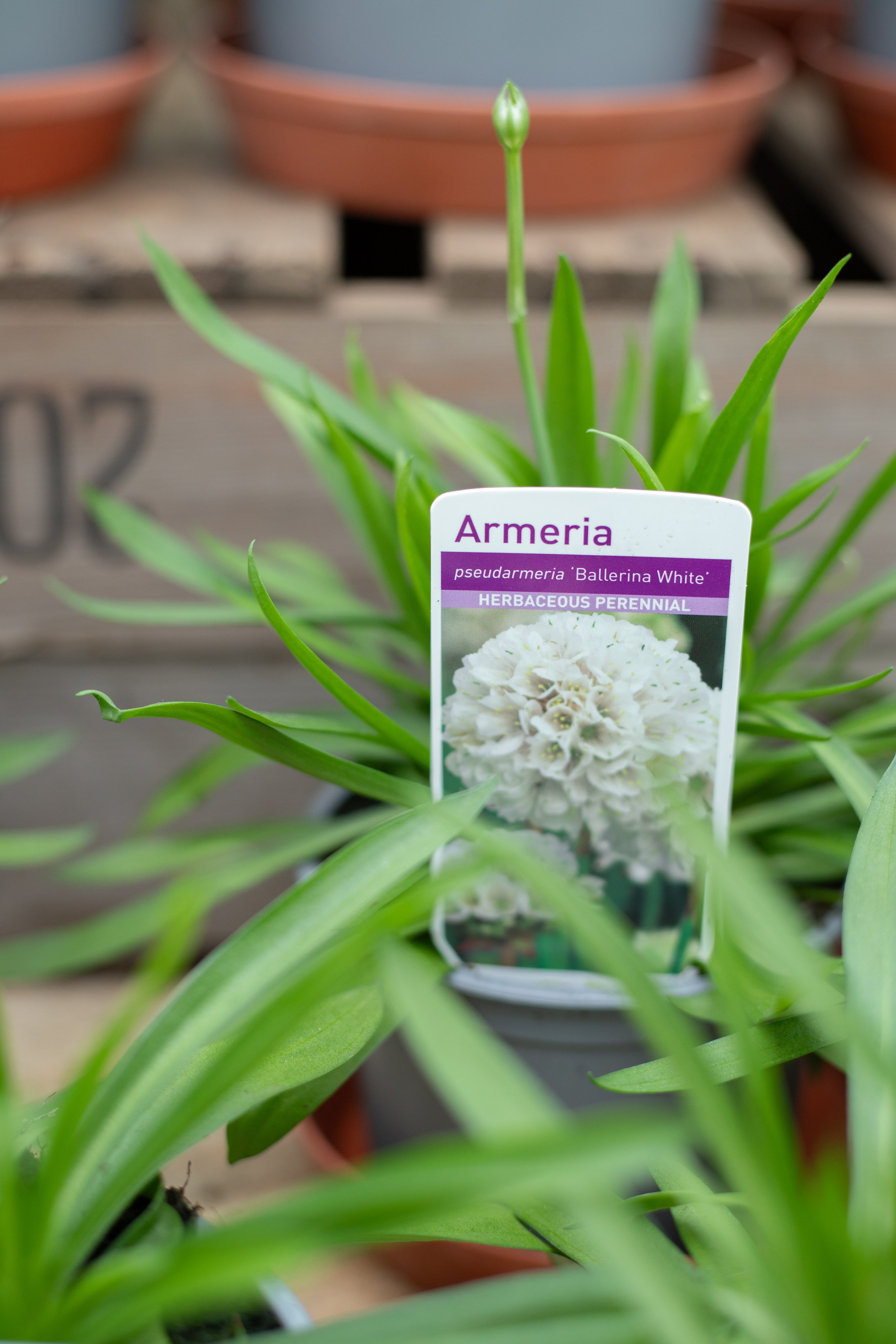 Armeria - Ballerina White [10.5cm]