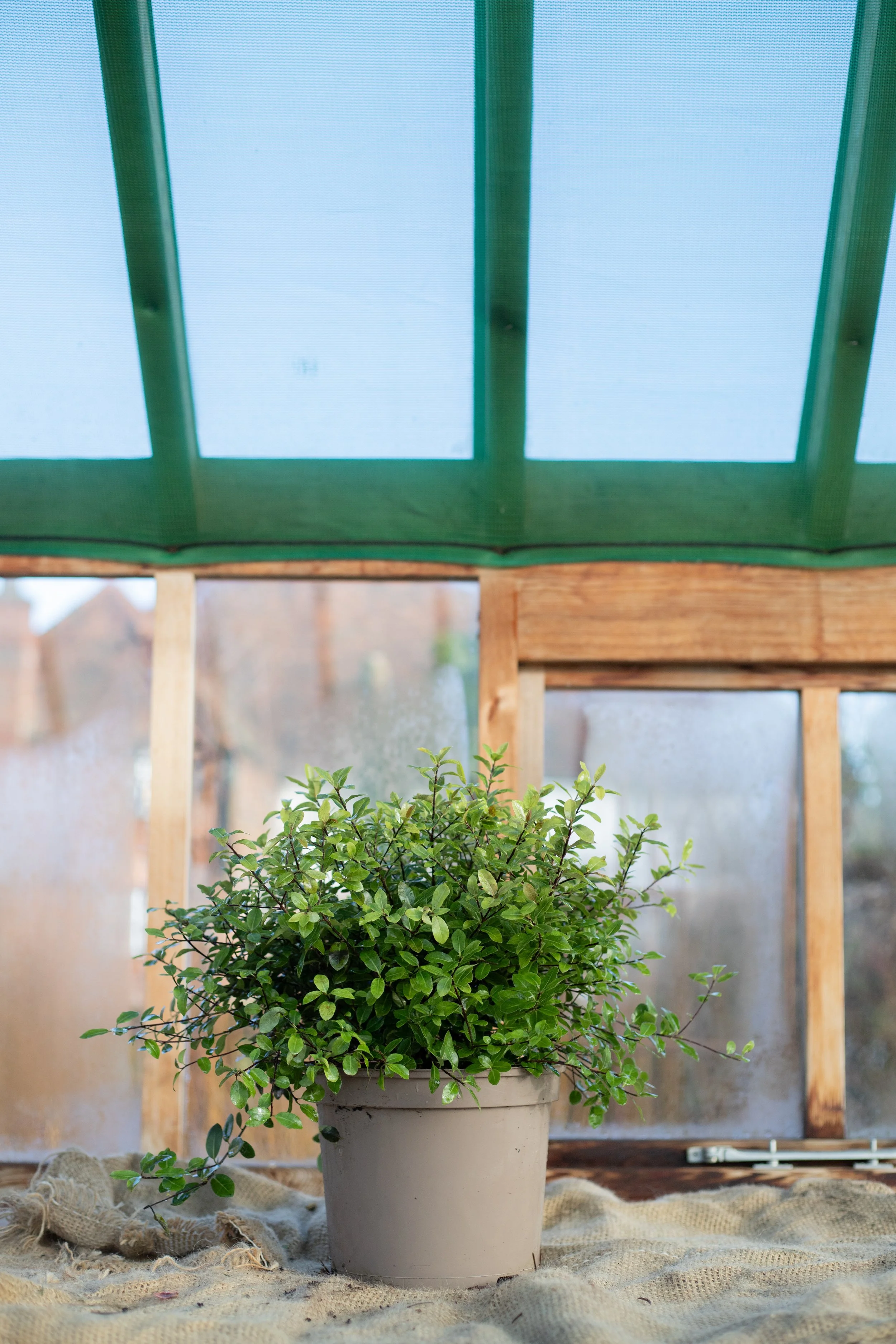 Pittisporum tenuifolium ‘Pompom’ (Tawhiwhi ‘Pompom’) [5L]