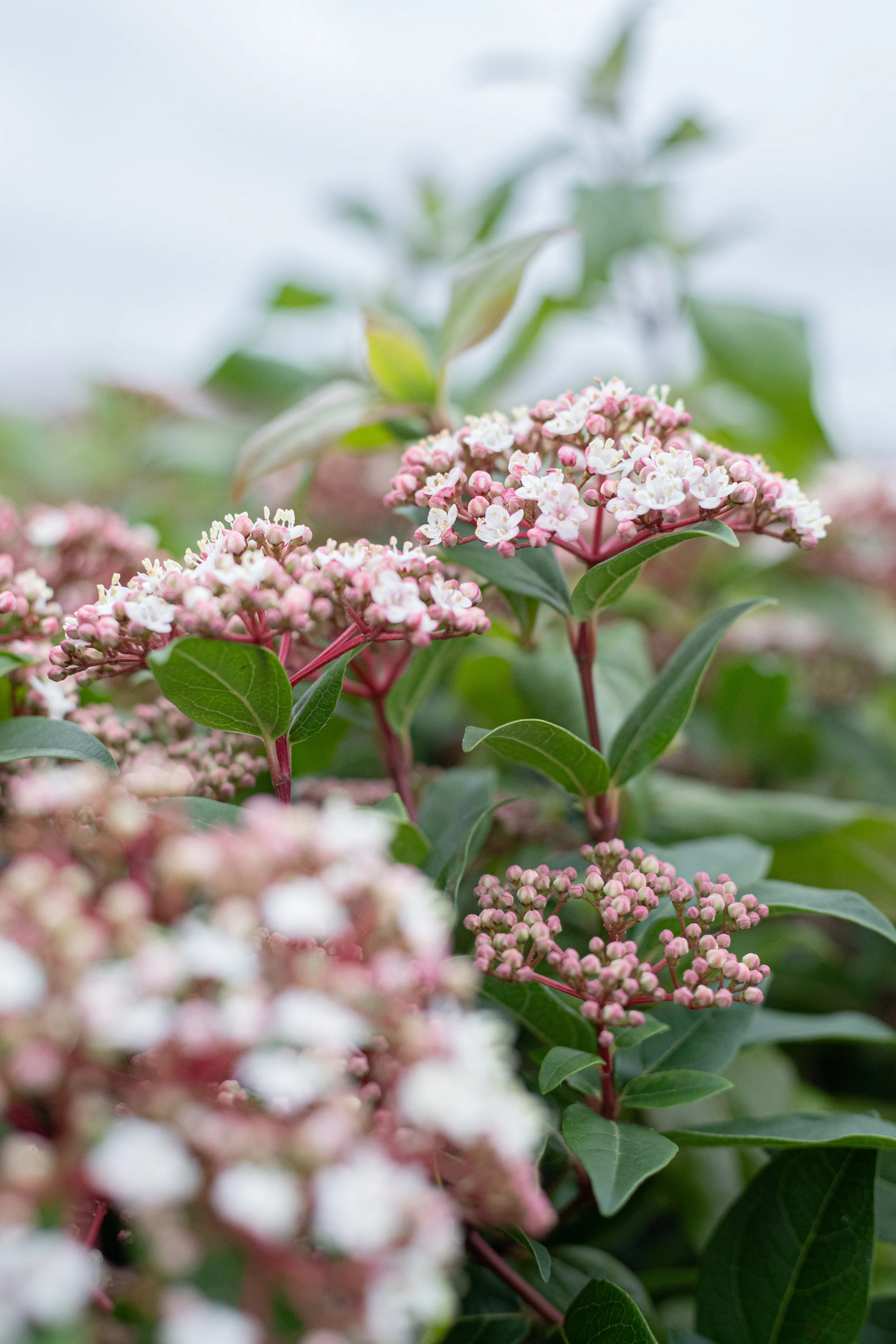 Close-up of pink and white flowering plant with green leaves.