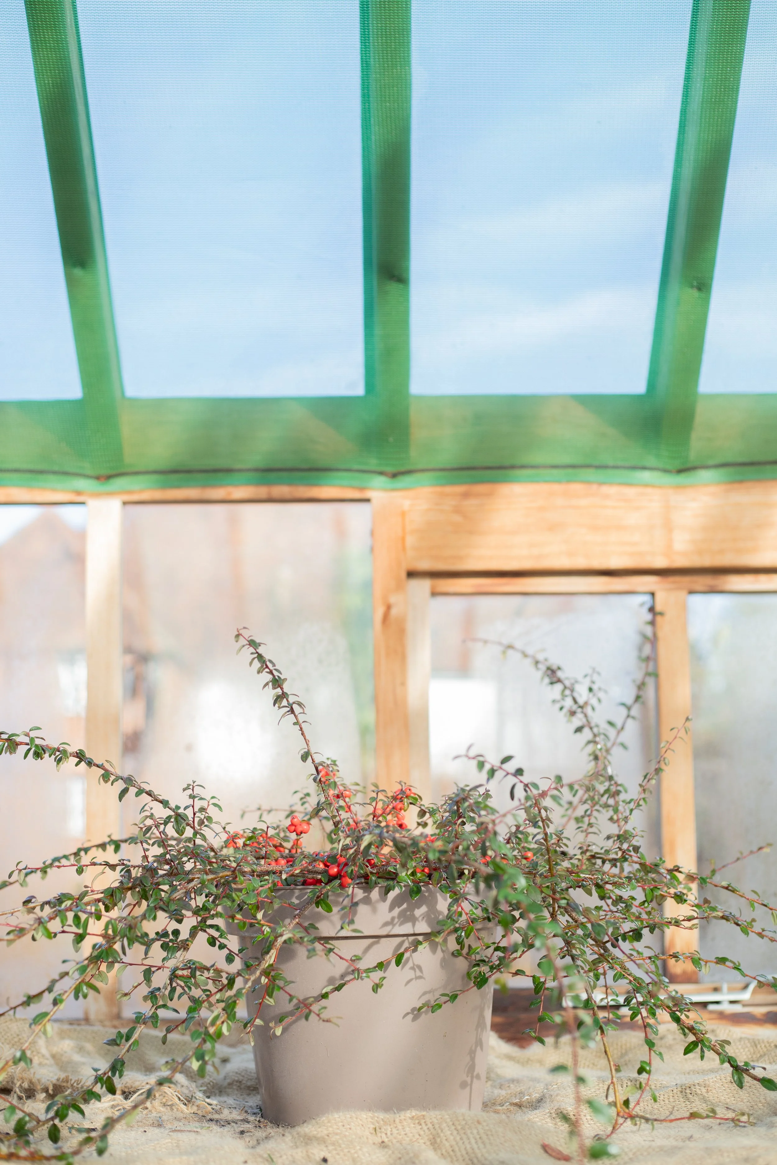 Cotoneaster x suecicus ‘Coral Beauty’ (Cotoneaster ‘Coral Beauty) [10L]