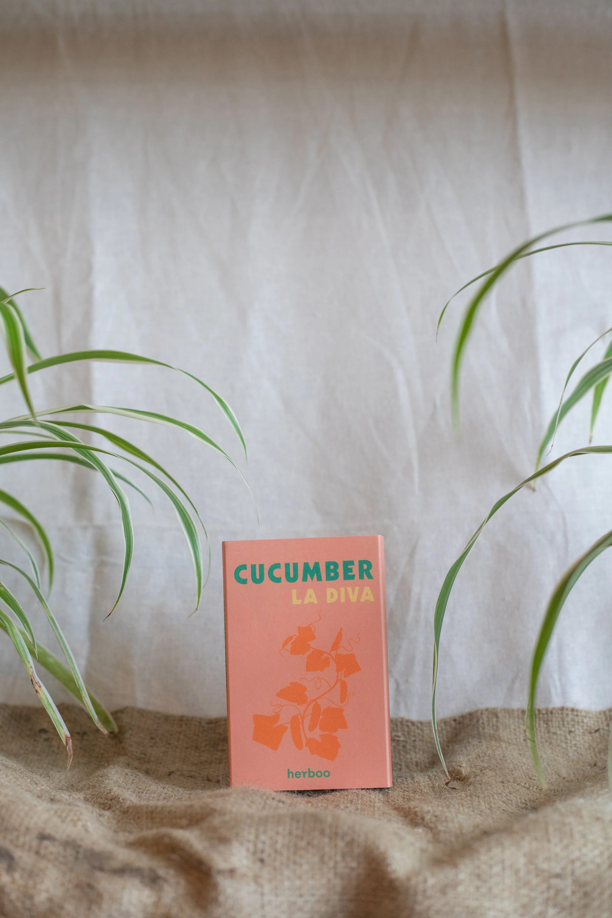 Cucumber ‘La Diva’ (Herboo)