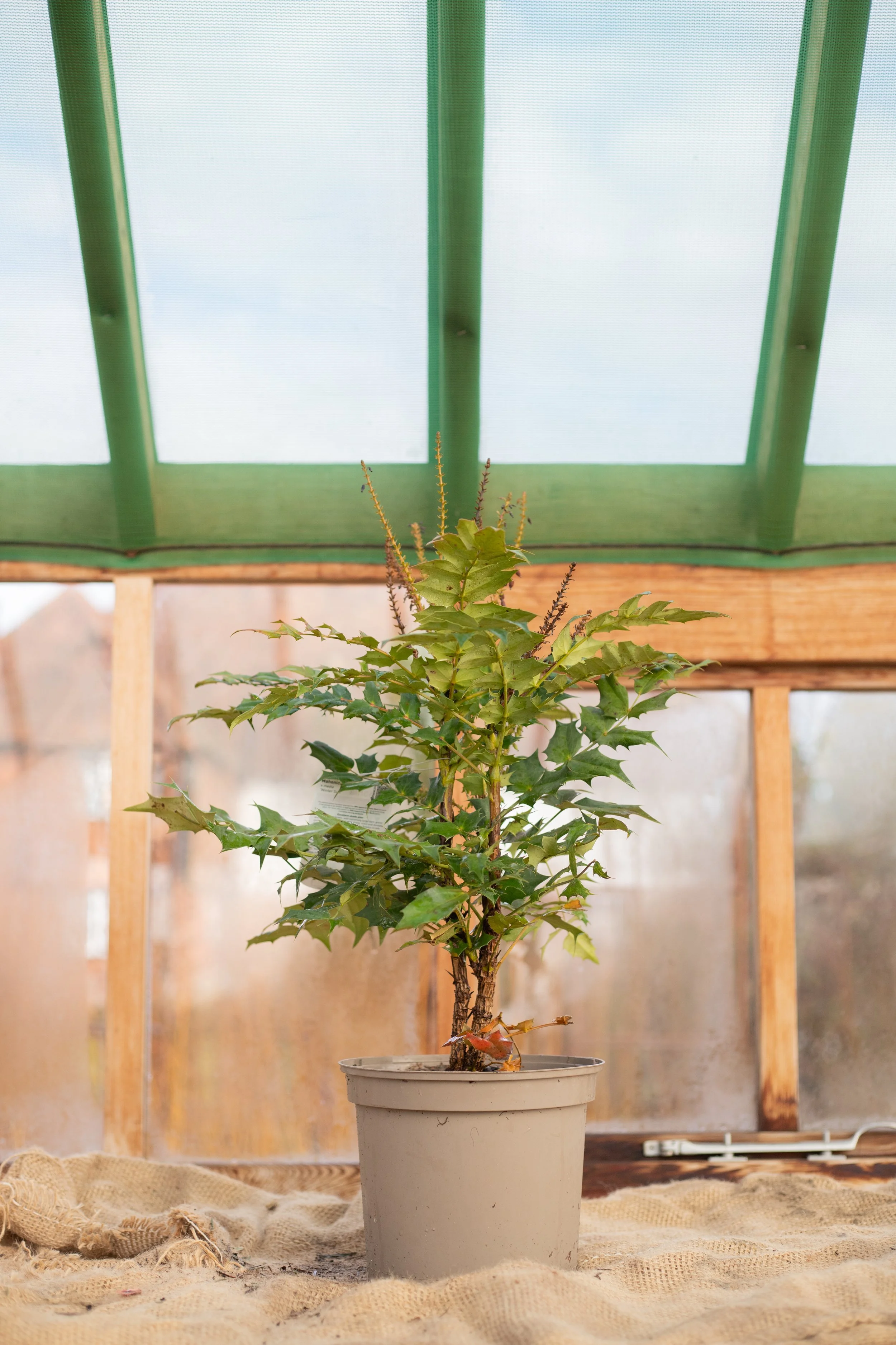 Mahonia x media ‘Winter Sun’ (Oregon grape ‘Winter Sun’) [5L]