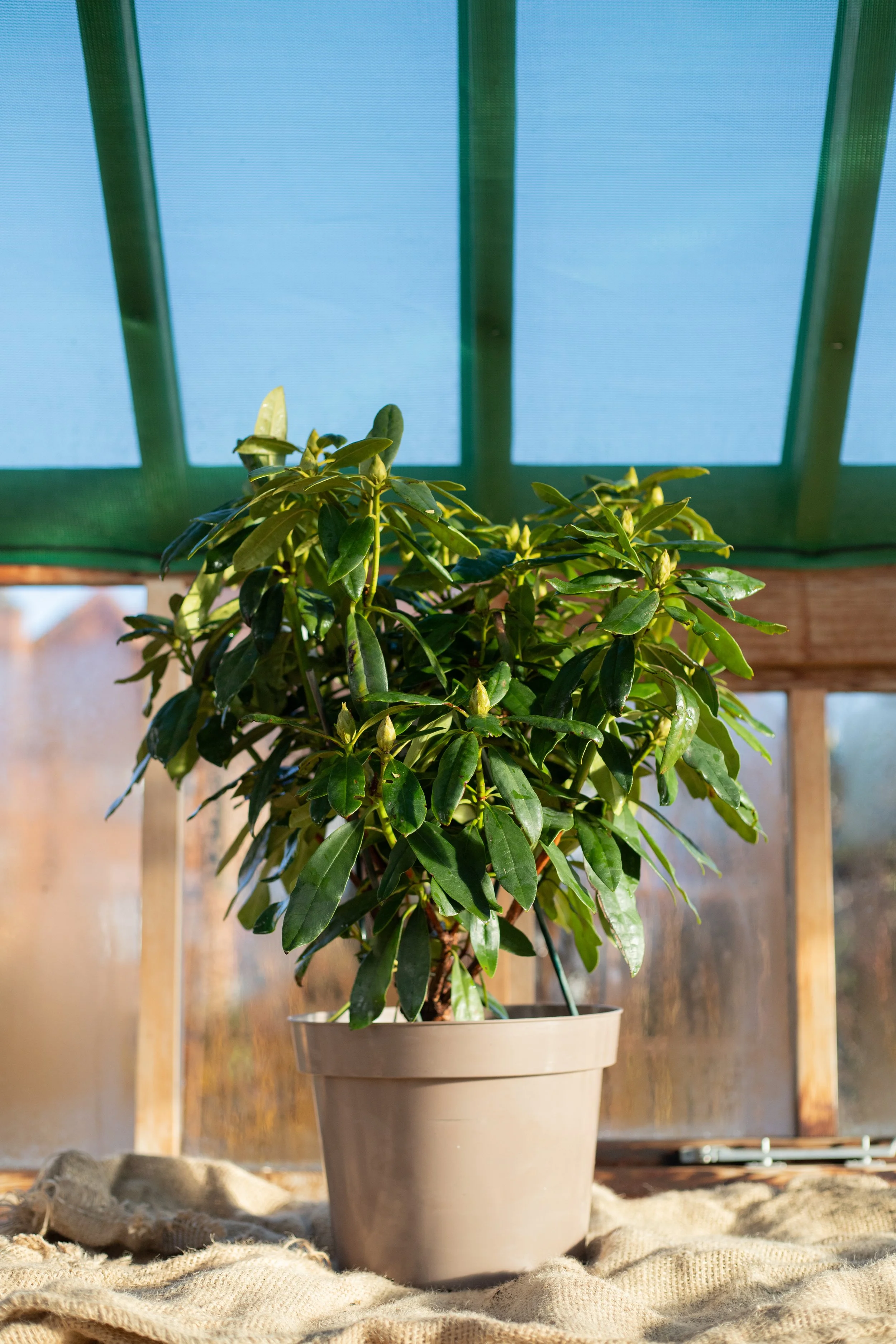 Rhododendron ‘Madame Masson’ [10L]
