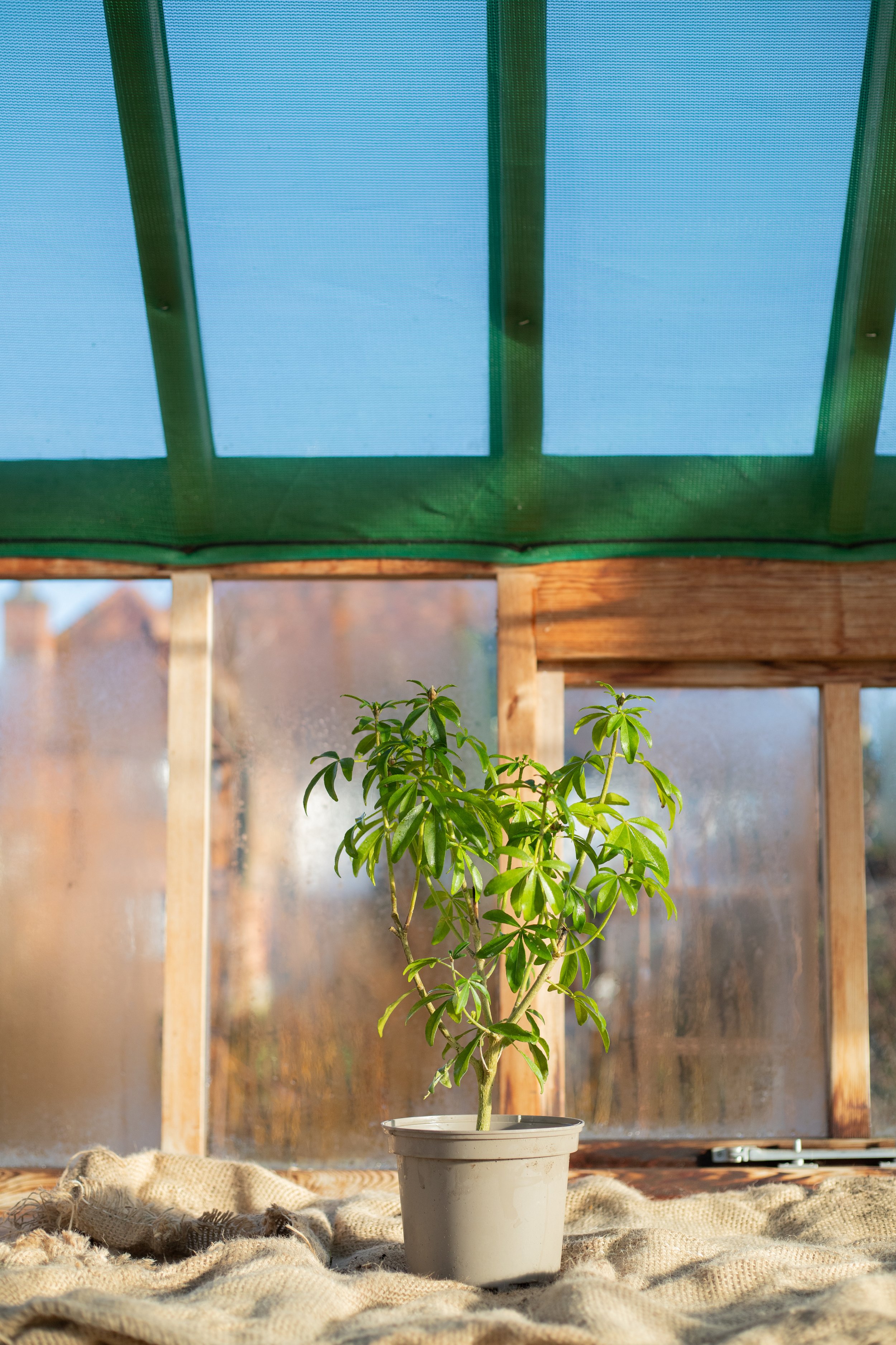 Choisya ternata ‘Greenfingers’ (Mexican orange ‘Greenfingers’) [2L]