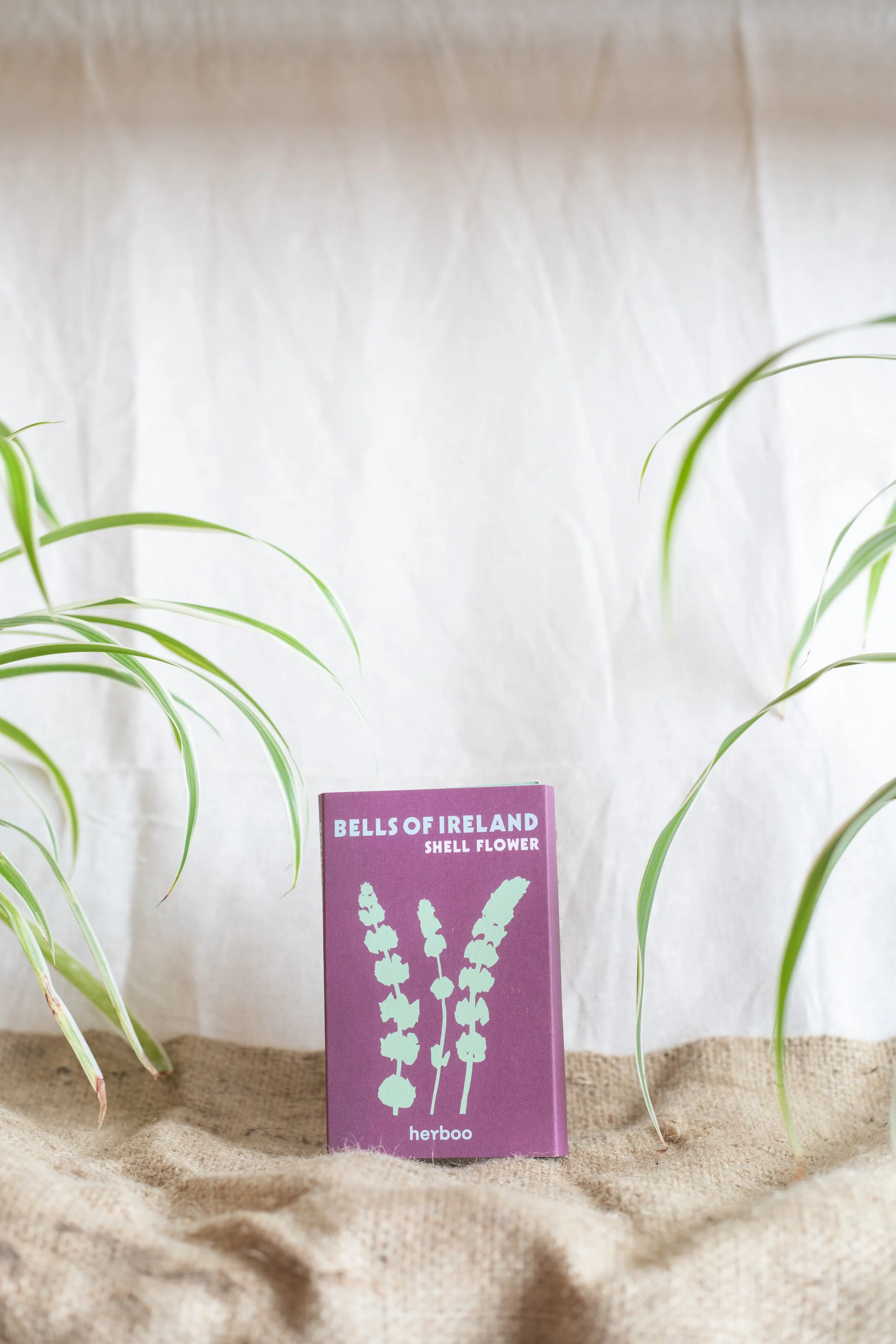 Bells of Ireland ‘Shell Flower’ (Herboo)