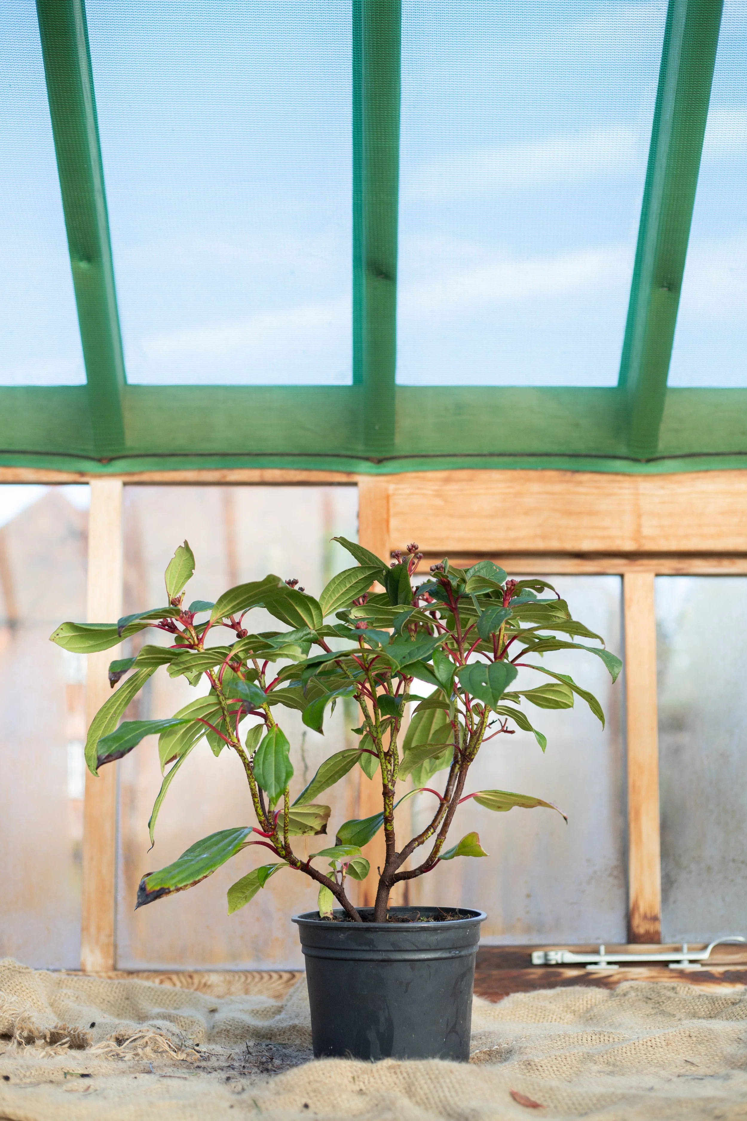 Viburnum davidii (David viburnum) [3L]