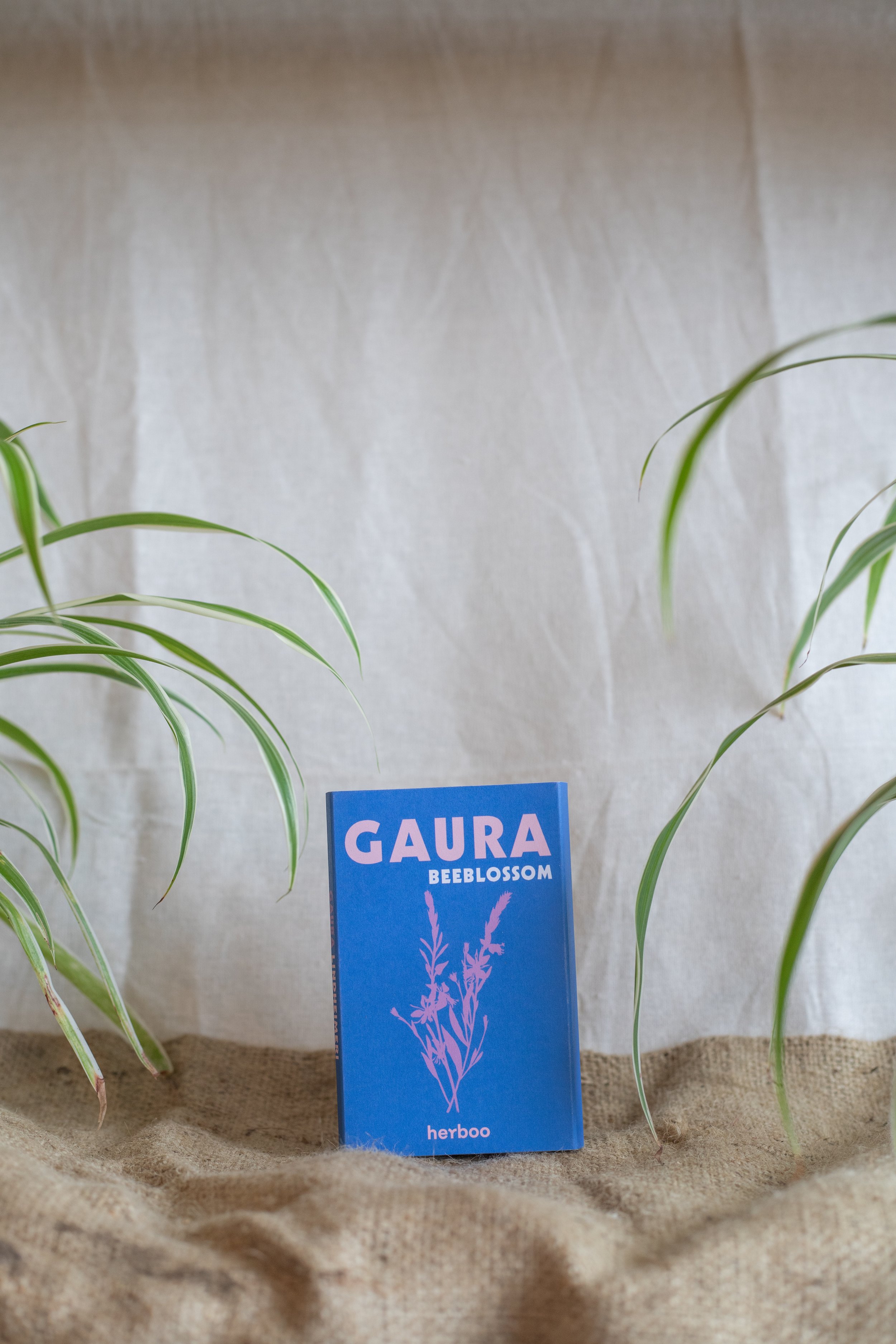 Gaura ‘Beeblossom’ (Herboo)