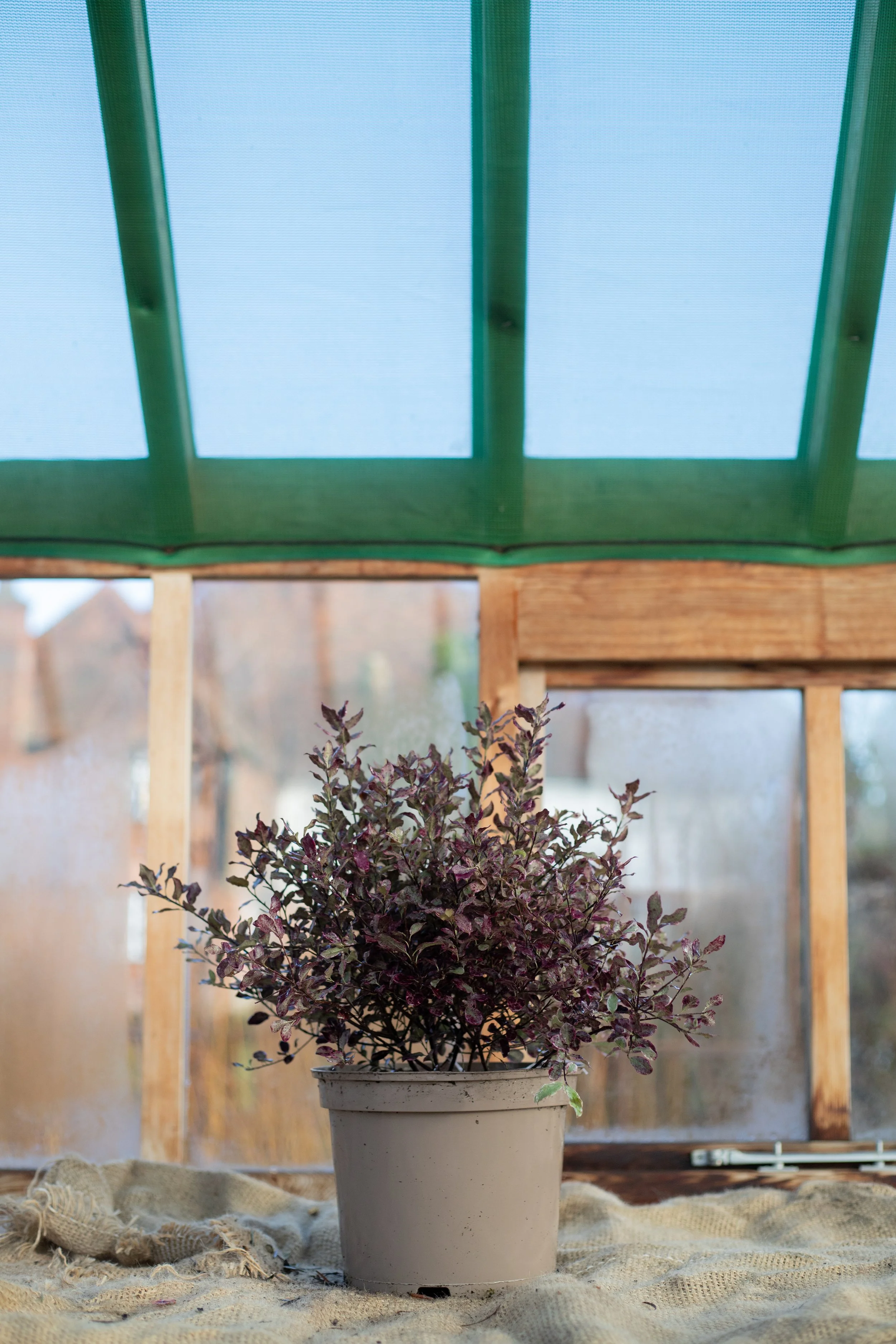 Pittisporum tenuifolium ‘Bannow Bay’ (Tawhiwhi ‘Bannow Bay’) [5L]