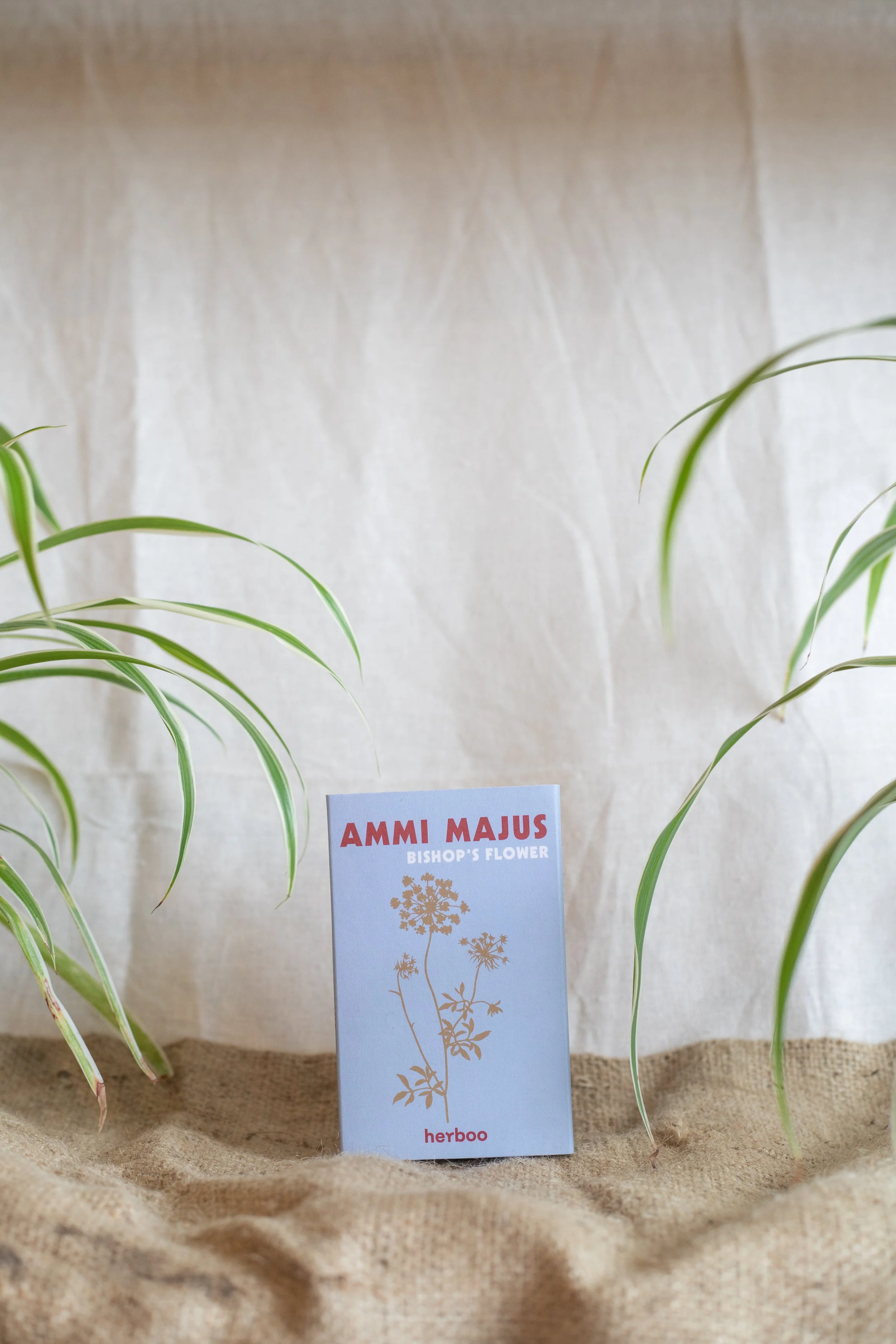 Ammi Majus ‘Bishop’s Flower’ (Herboo)