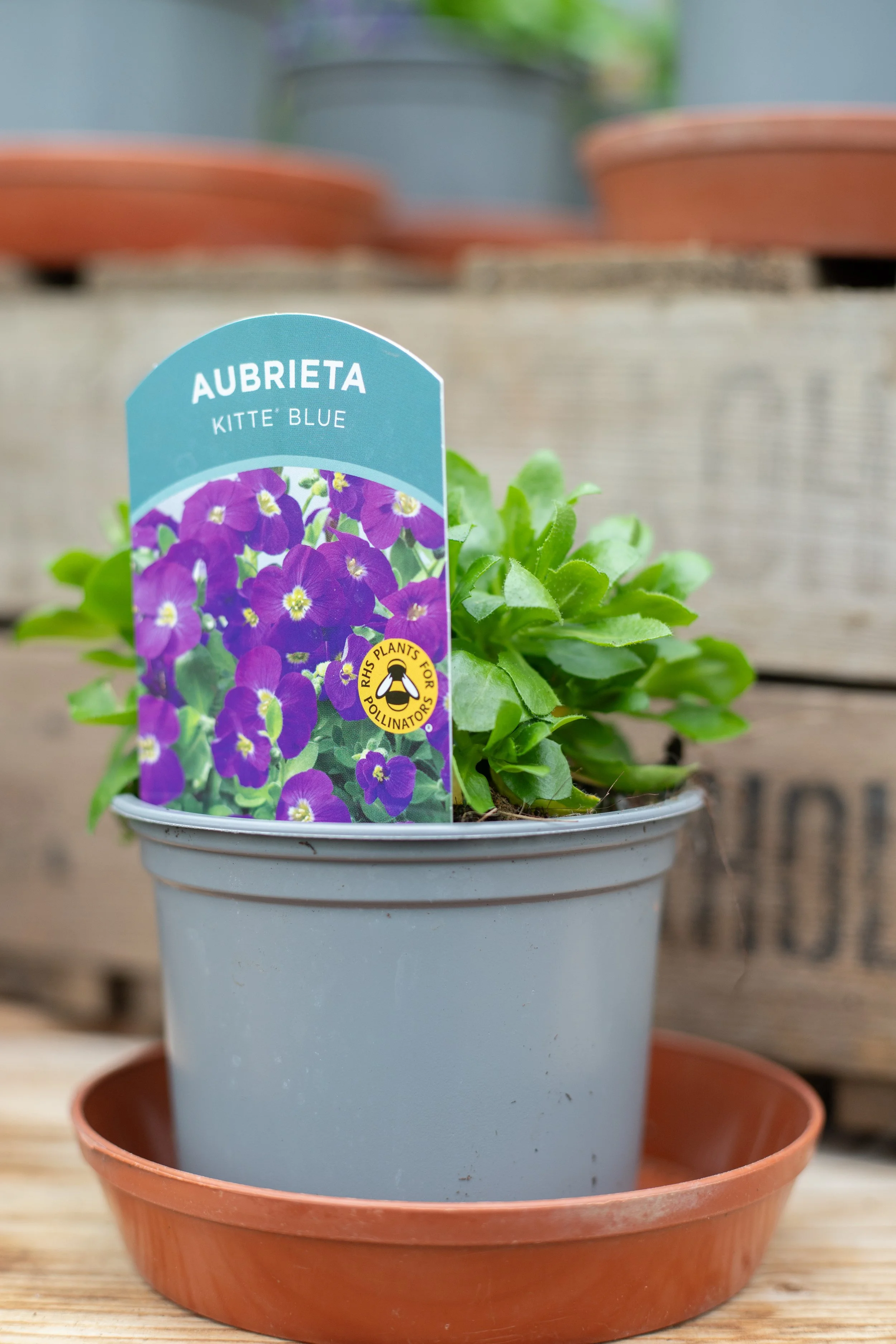 Aubrietia - Kitty Blue [10.5cm]