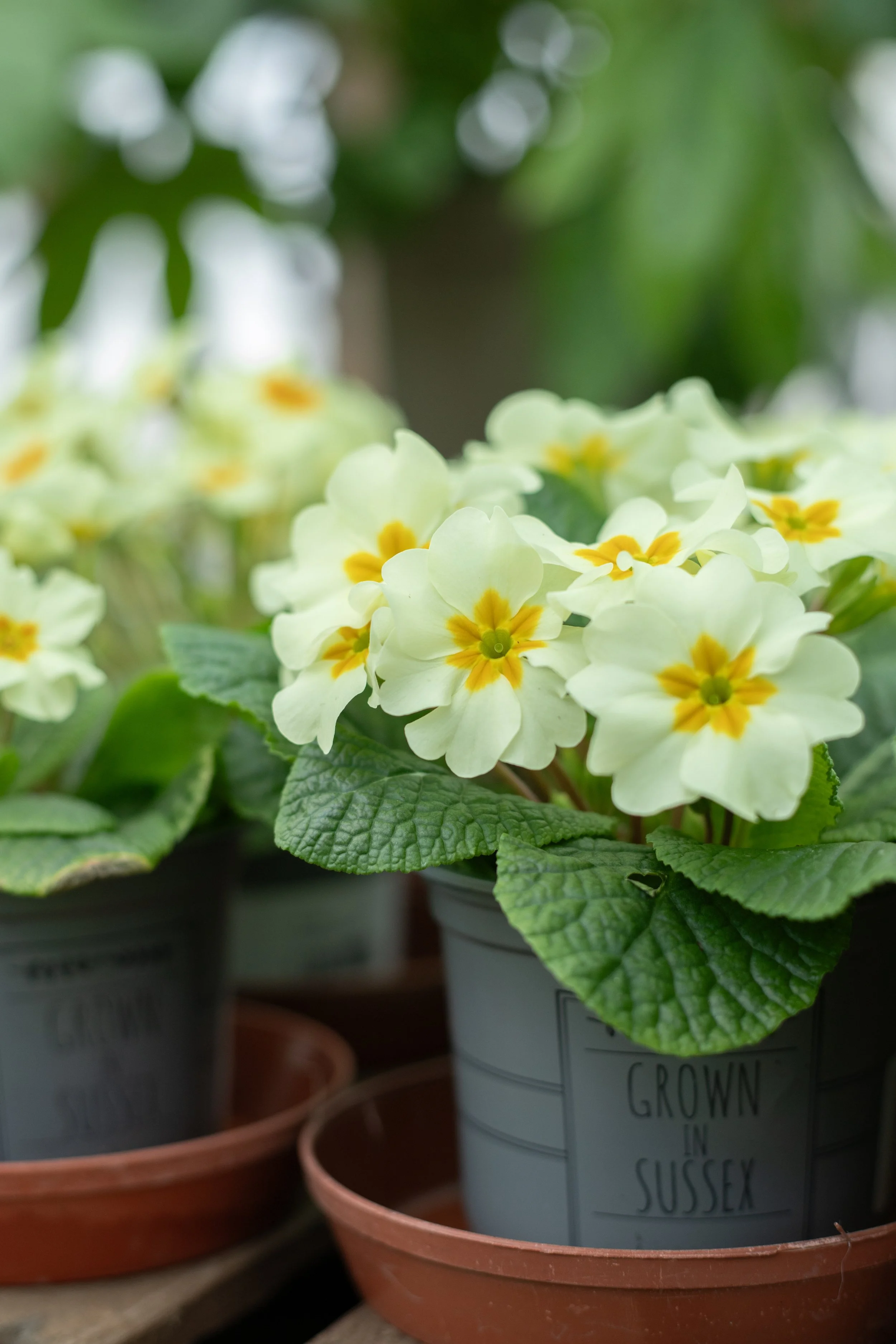 Primrose - Everlast [10.5cm]