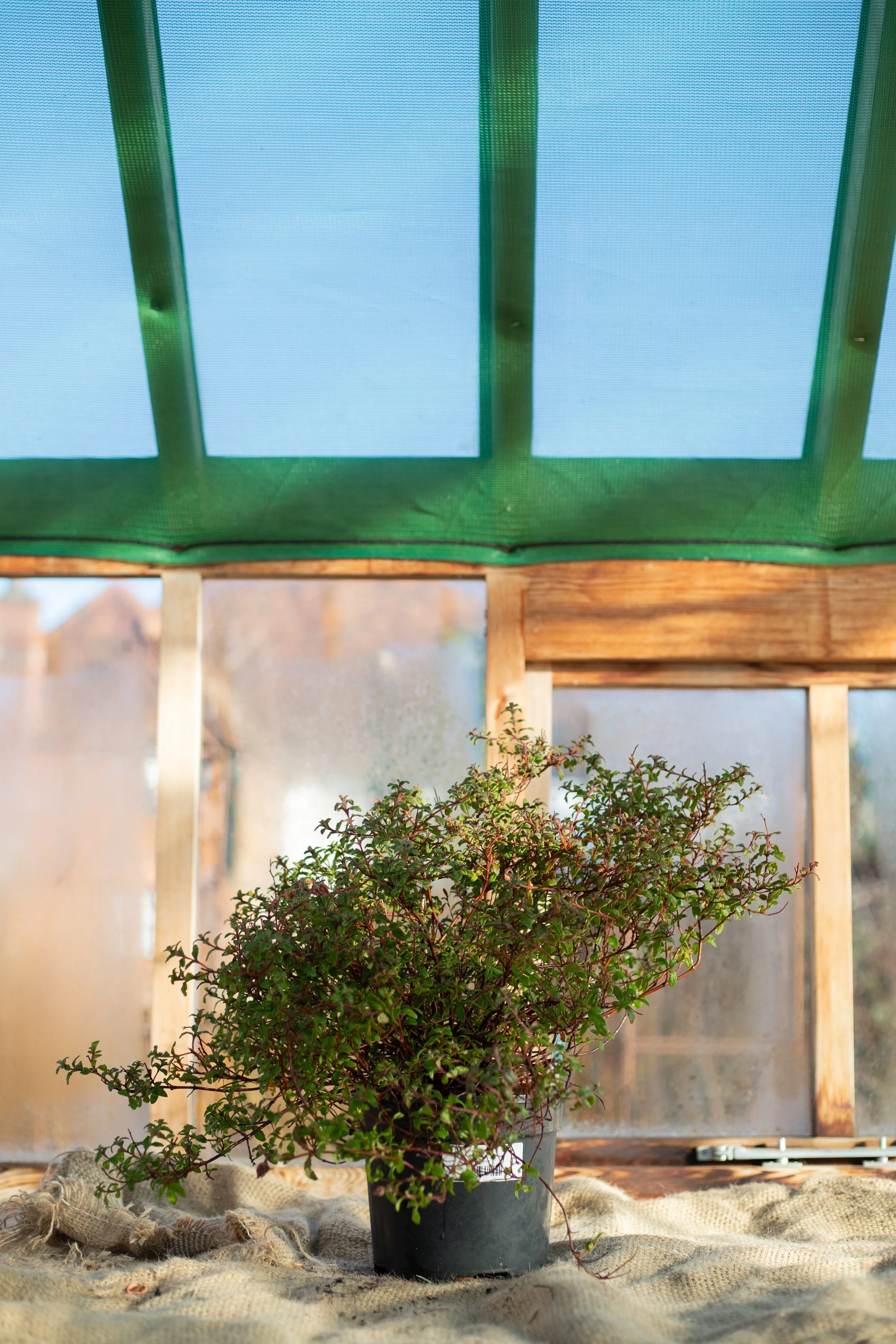 Cistus x obtunsifolius ‘Thrive’ (Rock rose ‘Thrive’) [3L]
