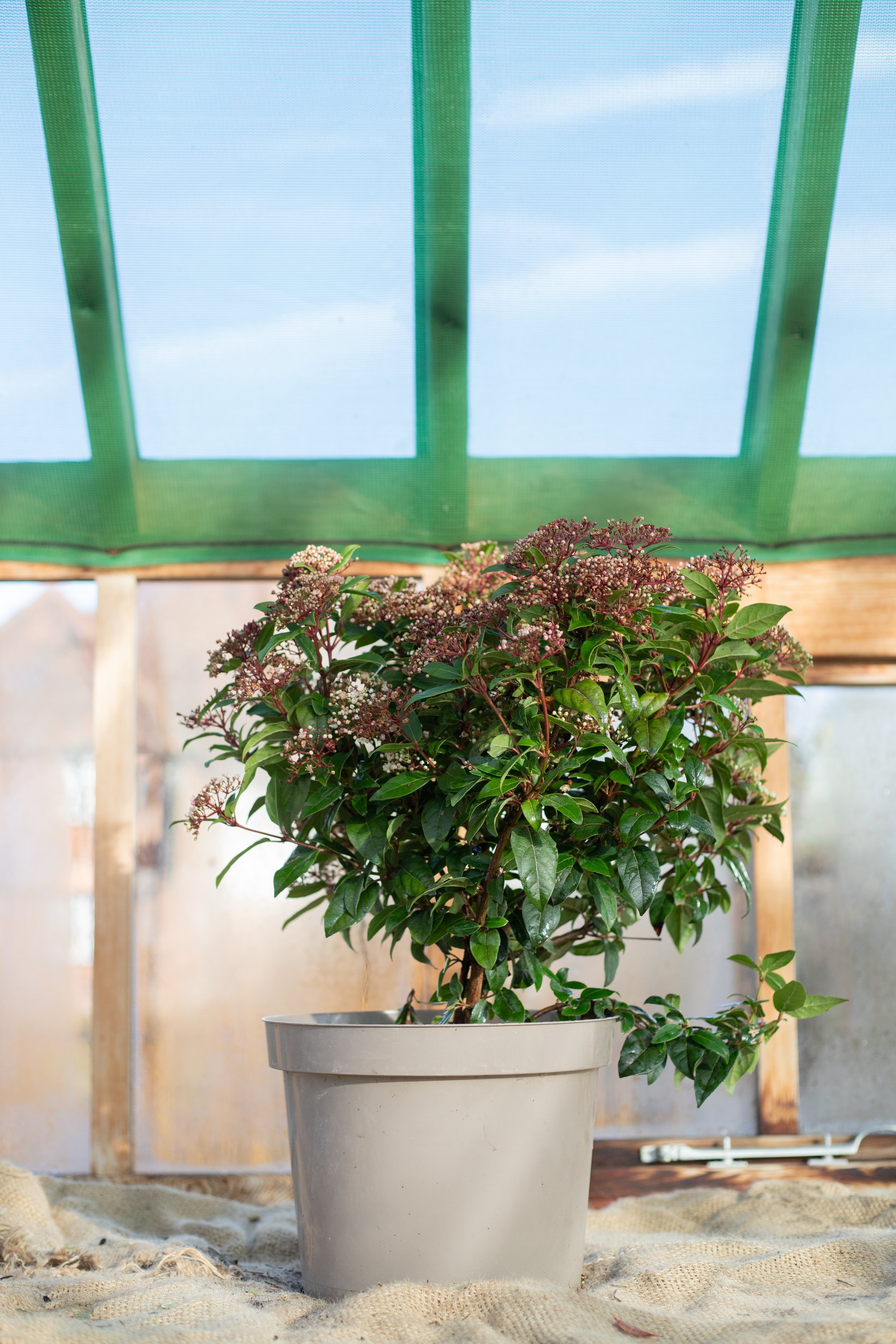 Viburnum tinus (Laurustinus) [10L]