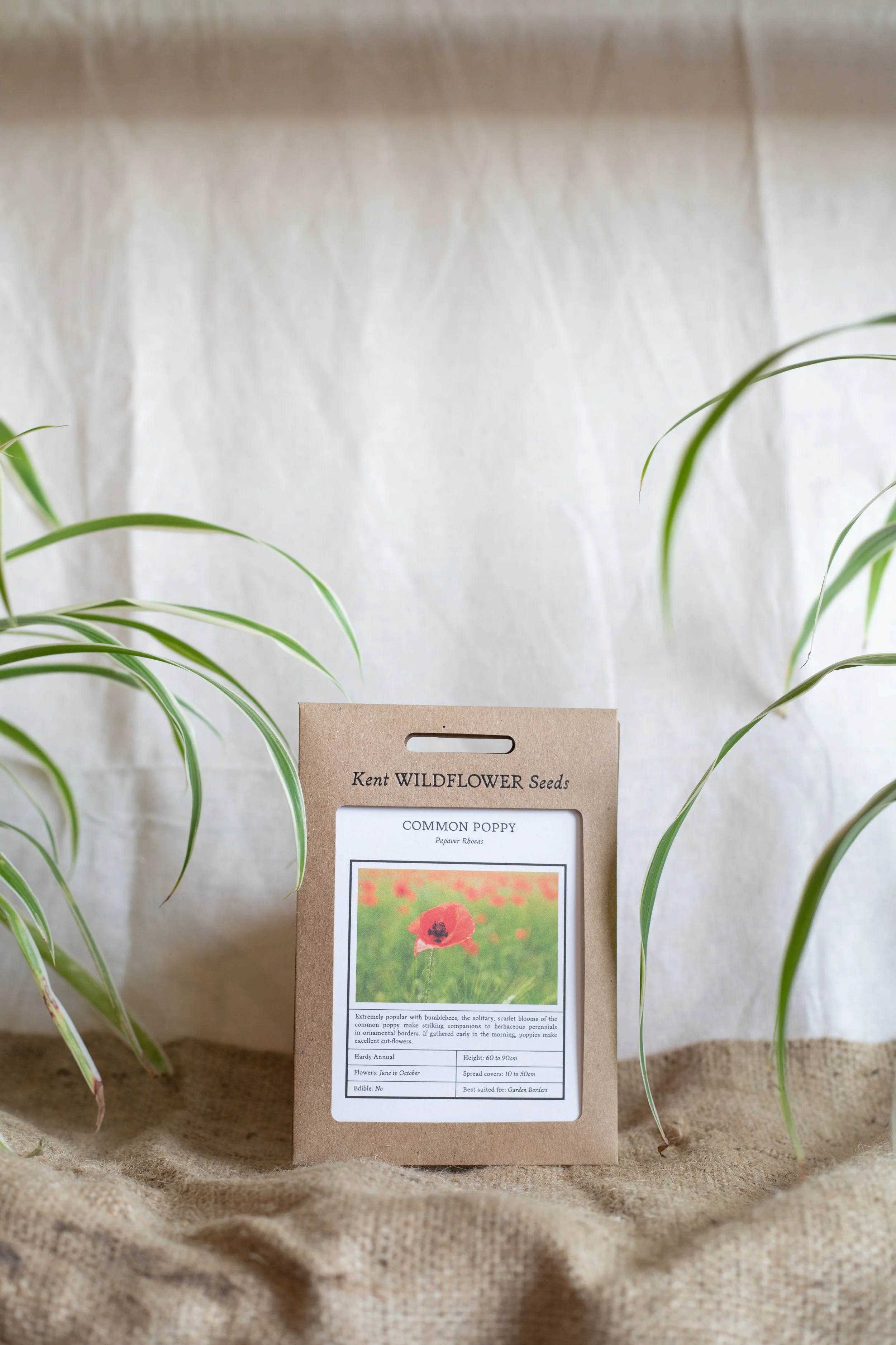 Common poppy (Kent Wildflower Seeds)