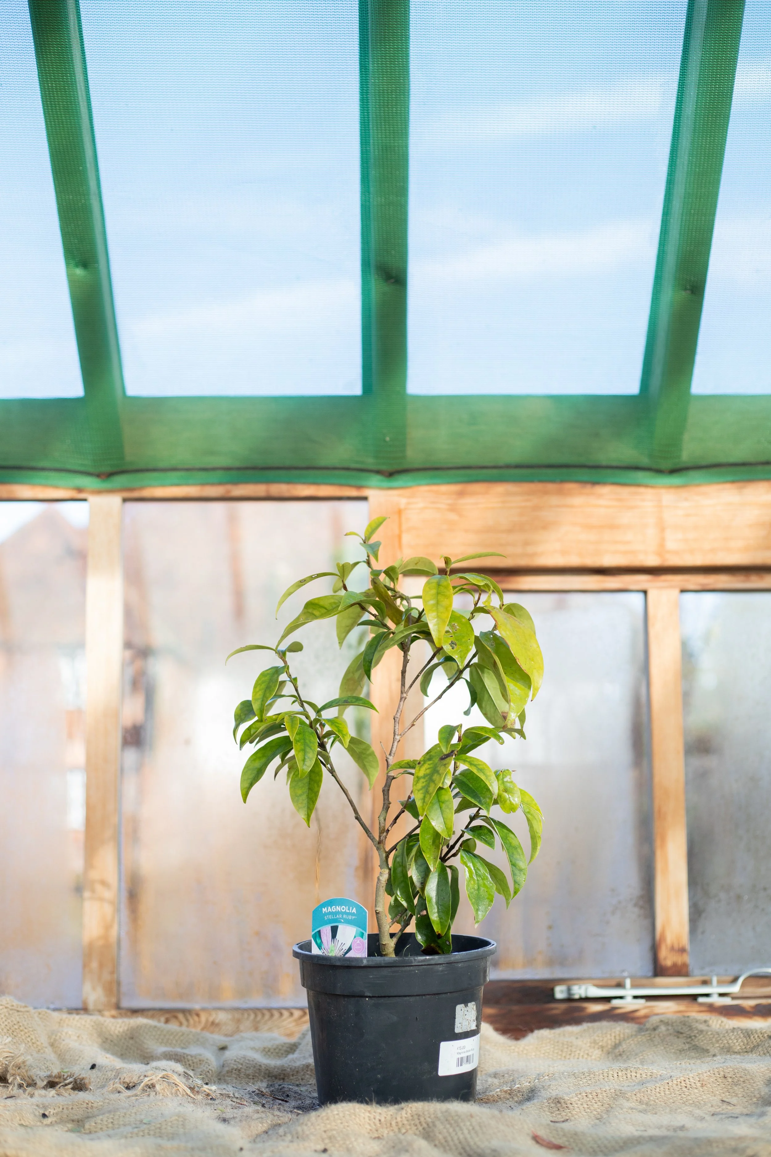 Magnolia ‘Stellar Ruby’ [3L]