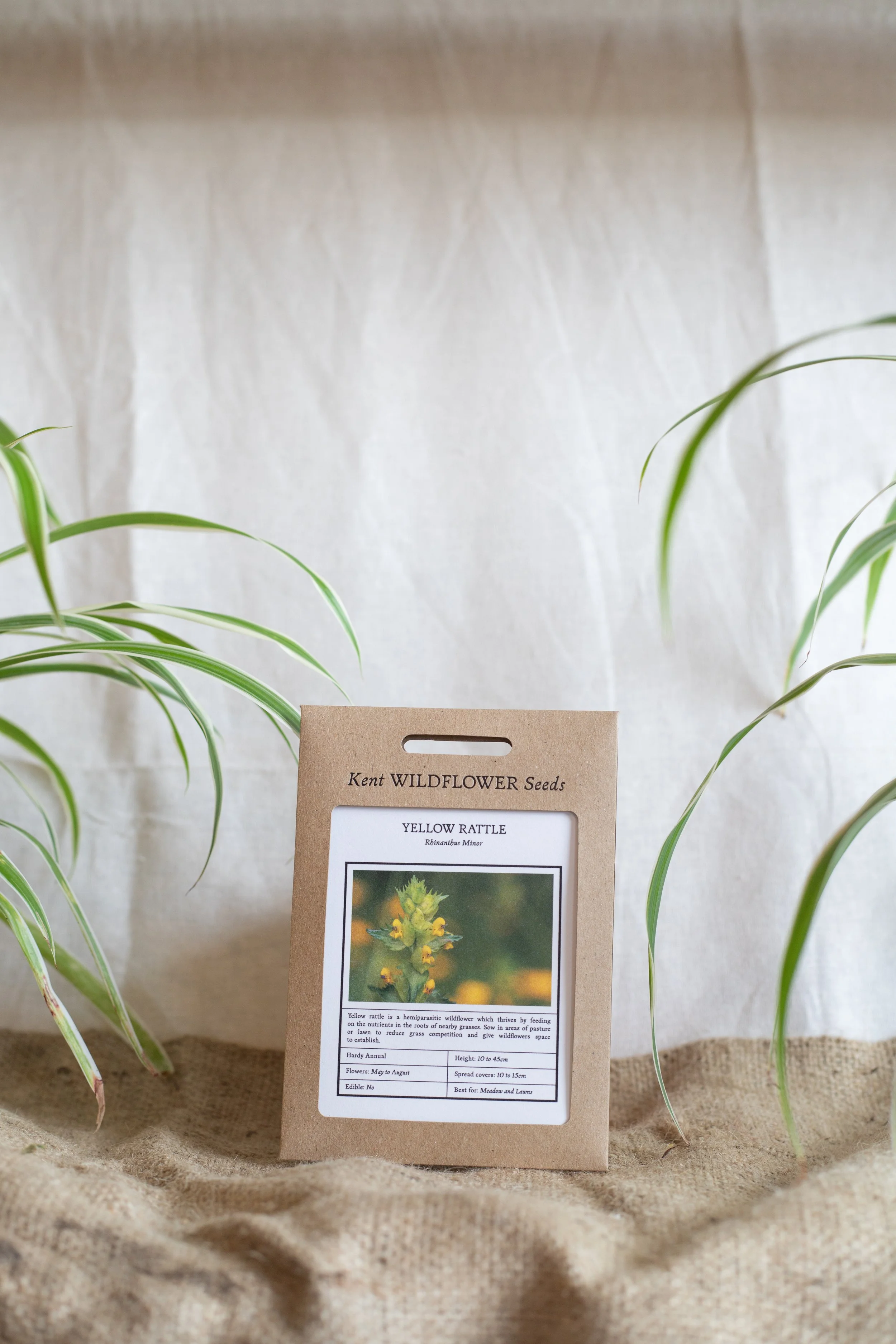 Yellow rattle (Kent Wildflower Seeds)