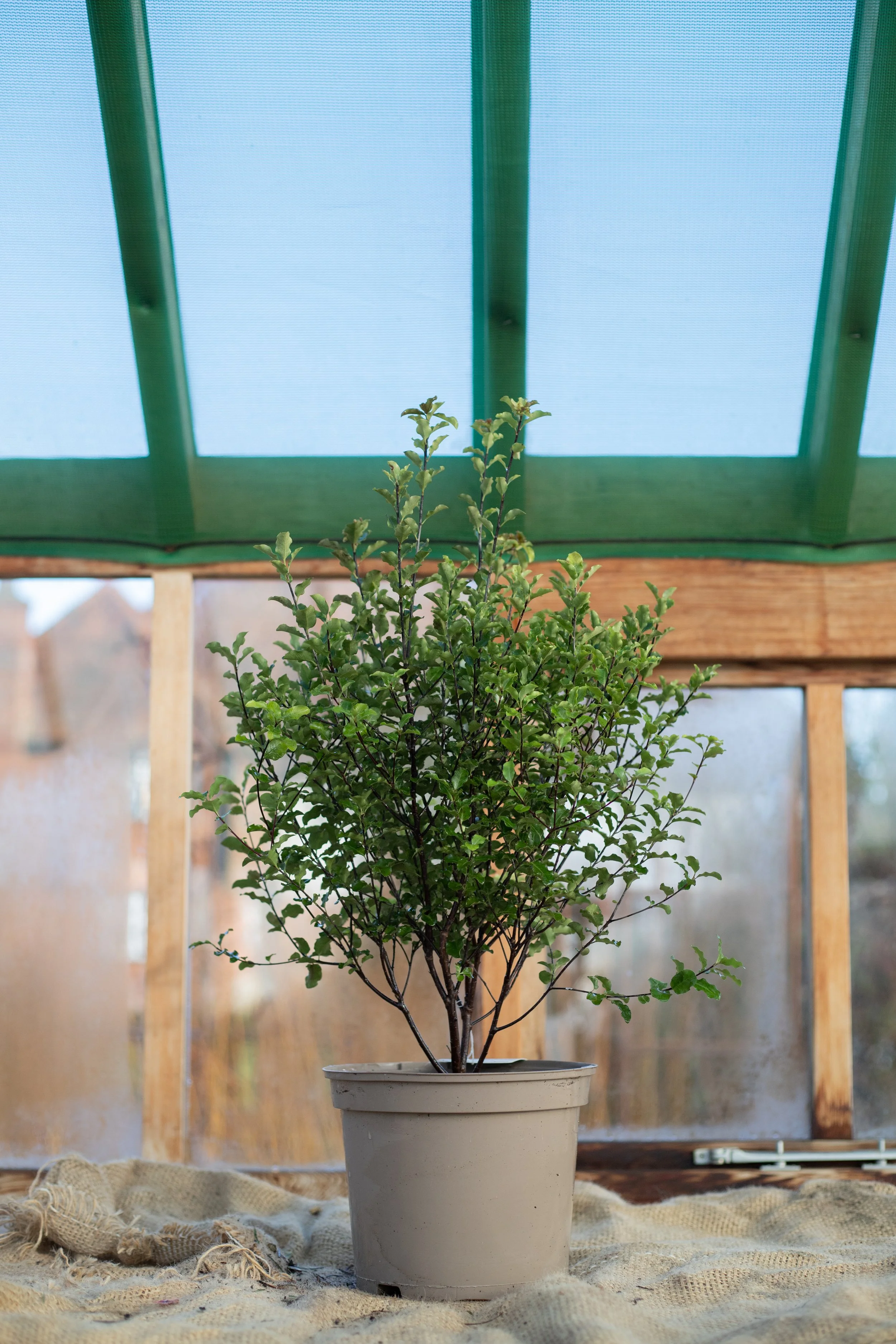 Pittisporum tenuifolium (Tawhiwhi) [5L]