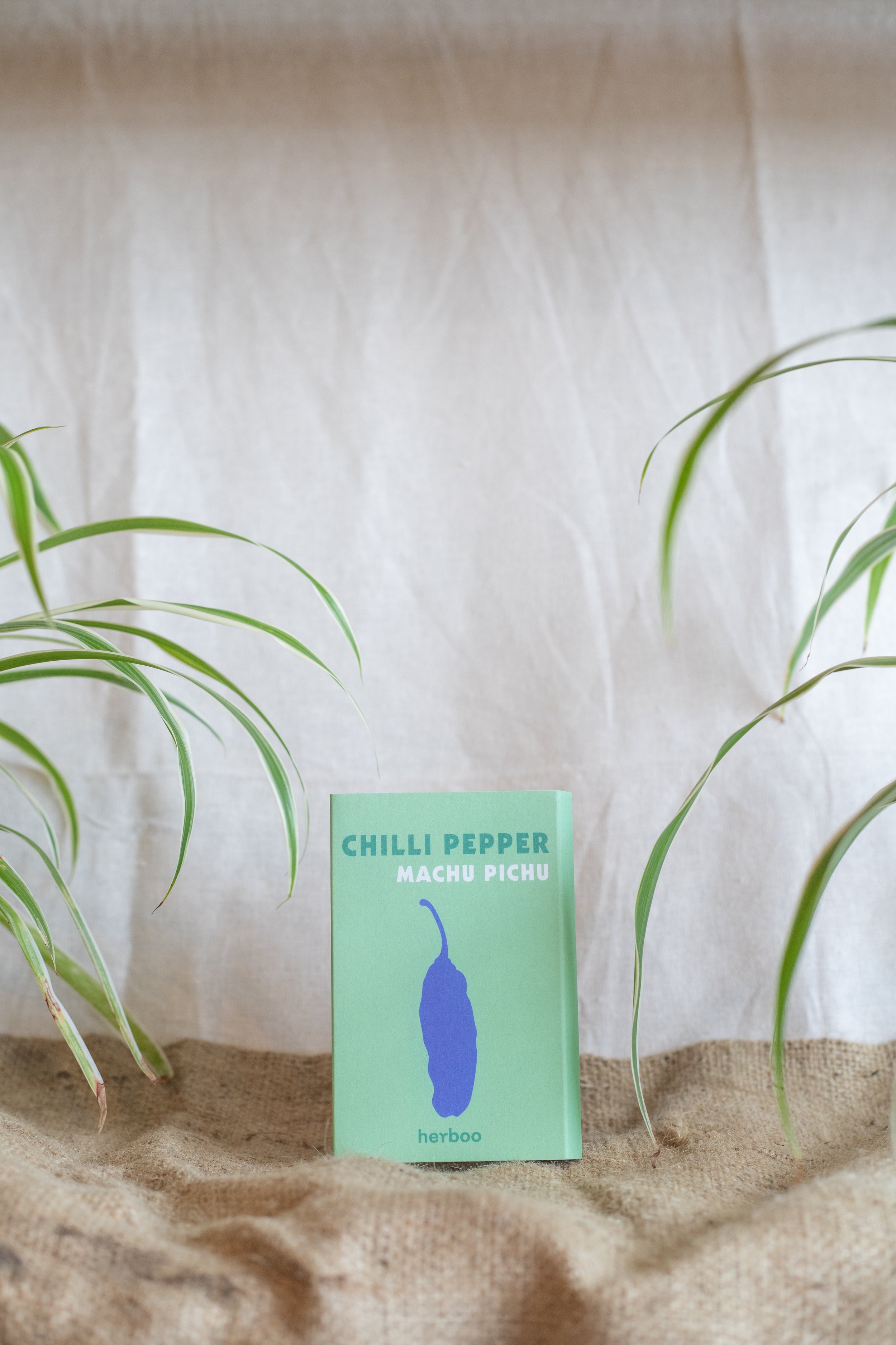 Chilli Pepper ‘Machu Pichu’ (Herboo)