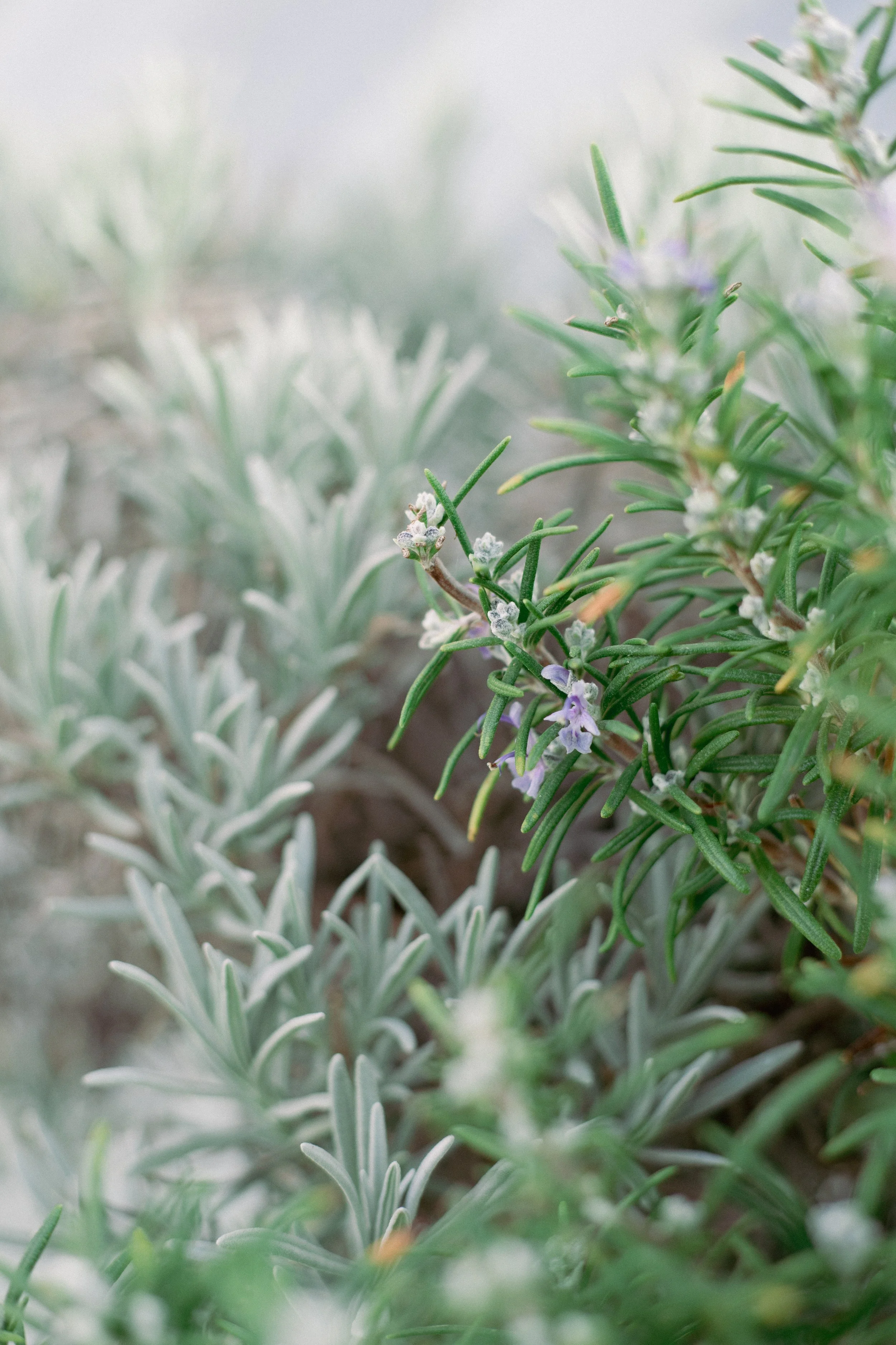 Close-up of green rosemary plant with small purple flowers.