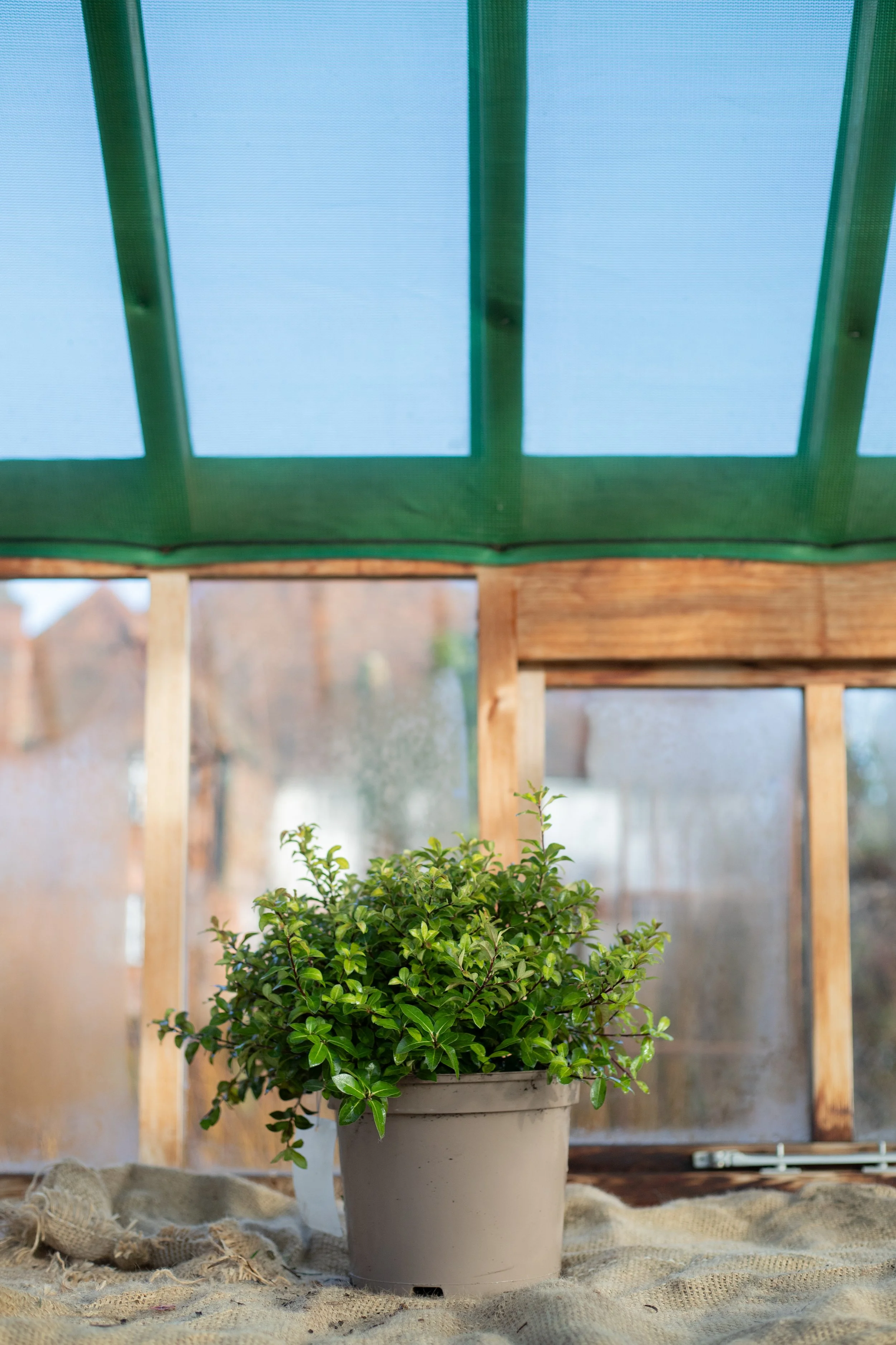  Pittisporum tenuifolium ‘Golden Ball’ (Tawhiwhi ‘Gold Ball’) [5L]