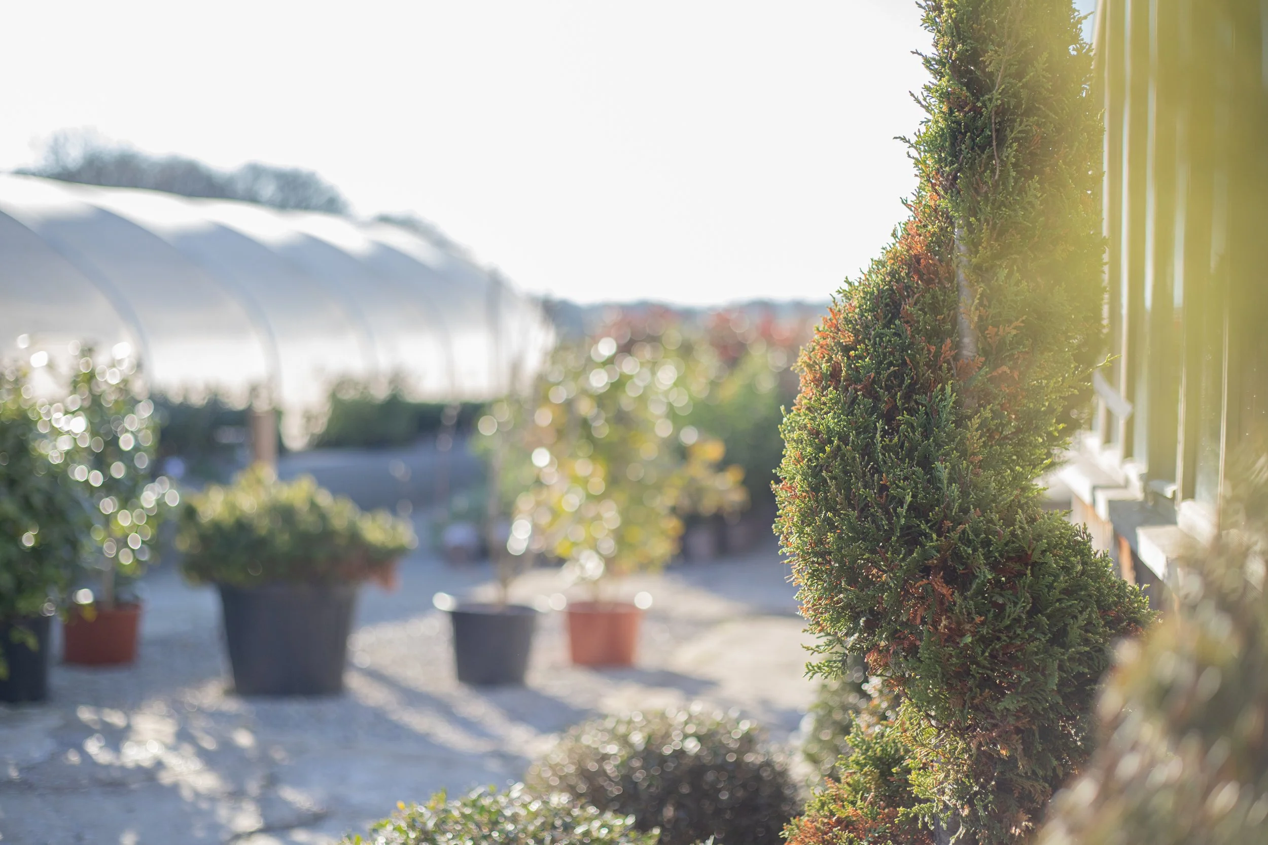 View of potted plants and shrubs on a bright sunny day, with sunlight filtering through and a greenhouse in the background.
