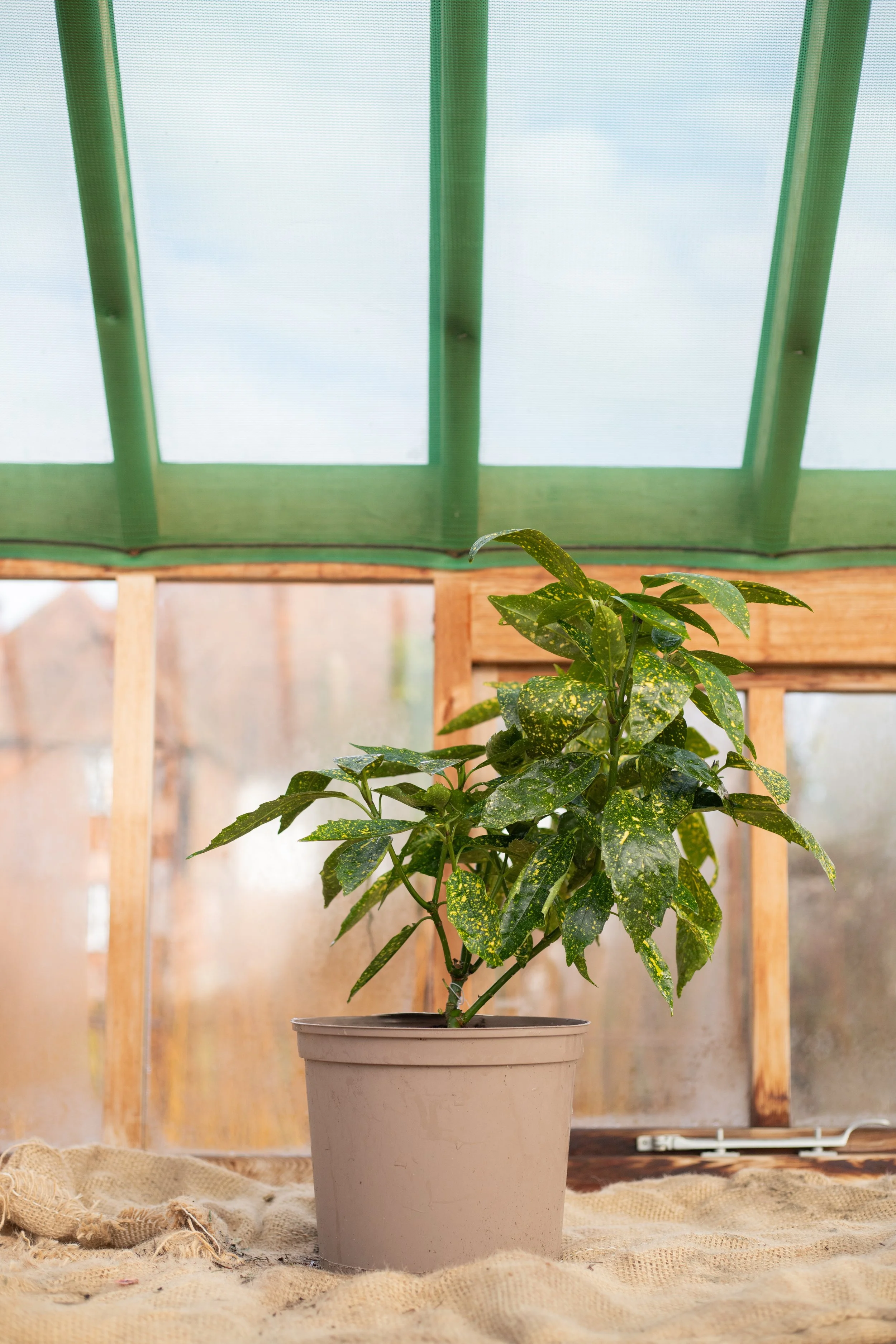 Aucuba japonica ‘Variegata’ (Variegated Japanese laurel) [7.5L]