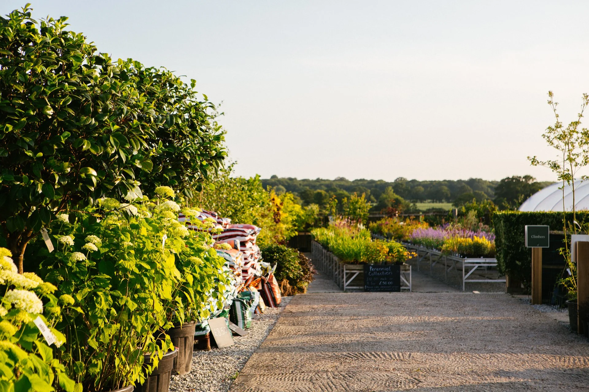 A garden center with potted plants on the left and rows of flowering plants on the right under clear skies.