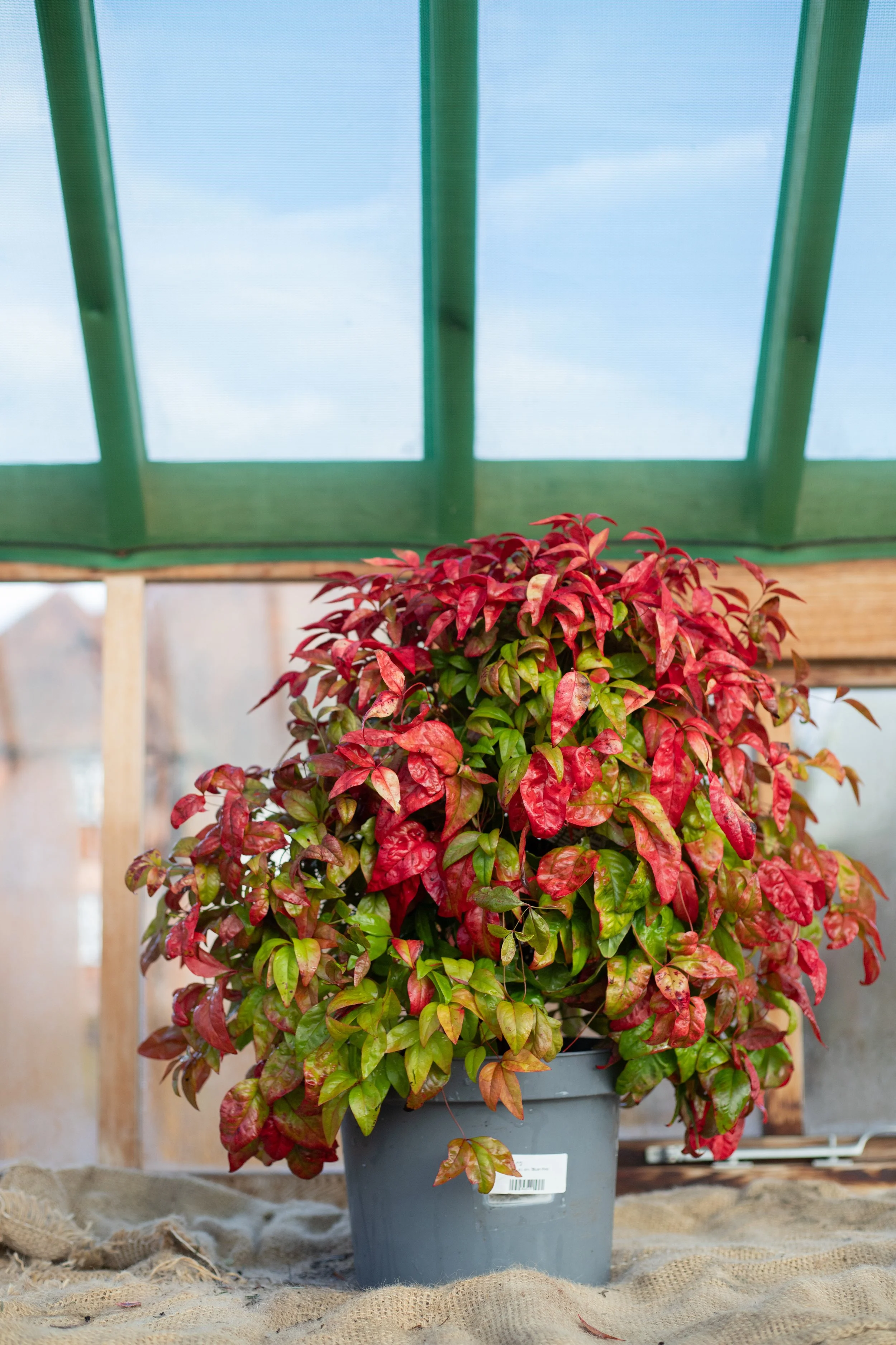 Nandina domestica ‘Blush Pink’ (Heavenly bamboo ‘Blush Pink’) [7.5L]