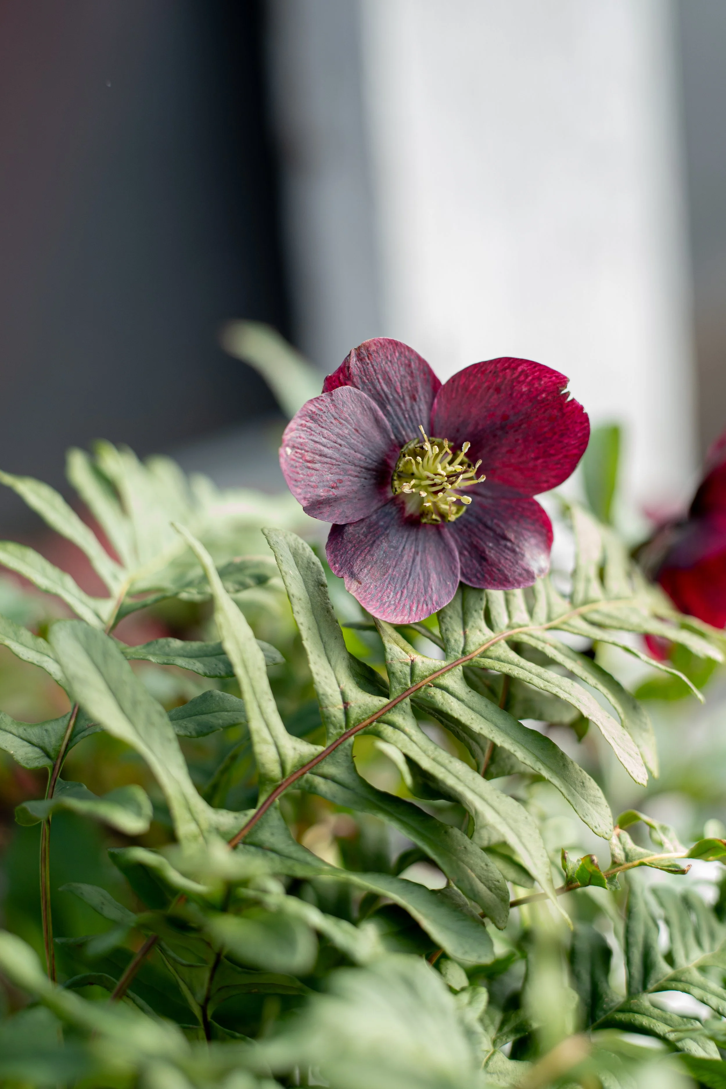 Close-up of a dark red flower with green leaves, with a blurred background.
