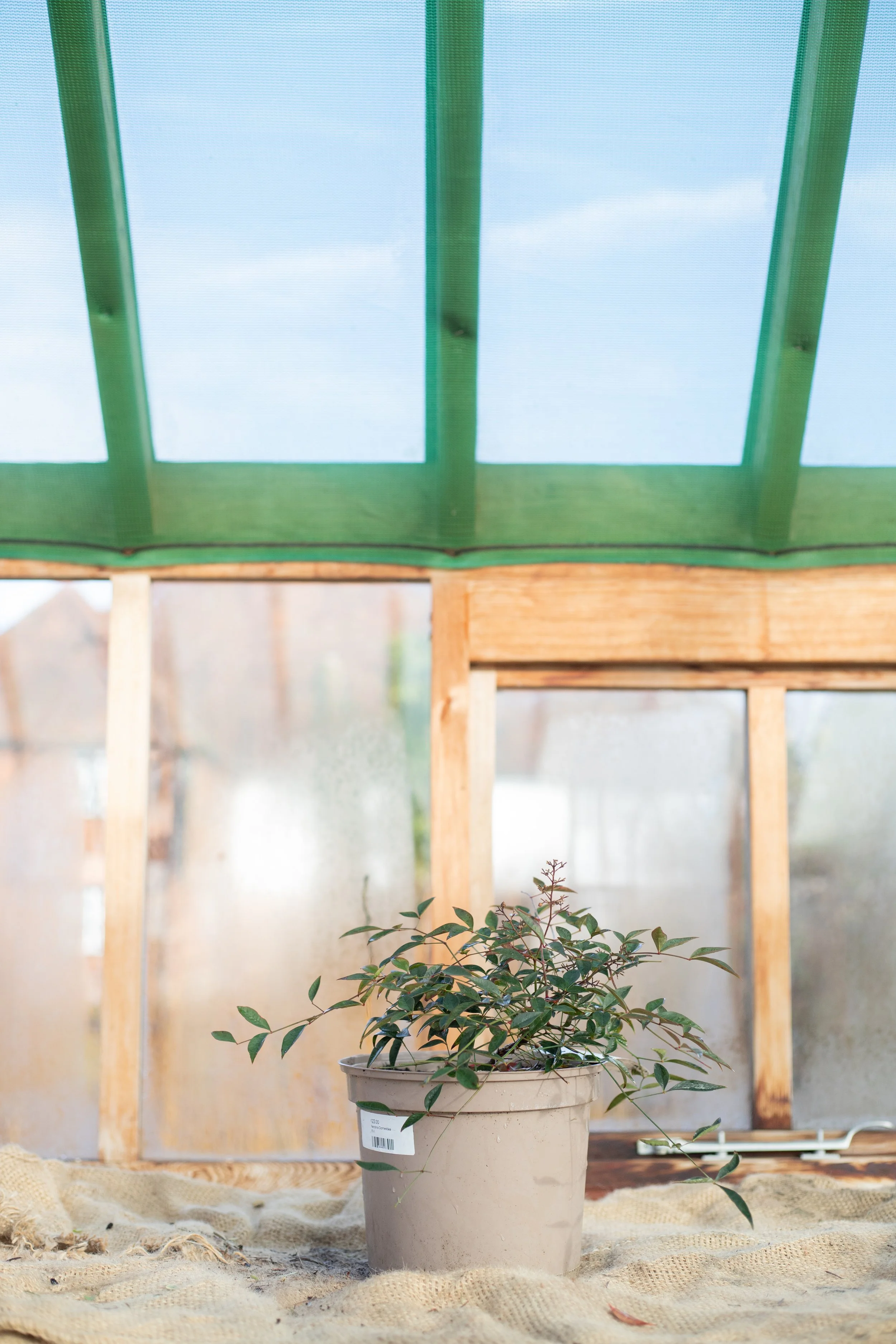 Nandina domestica ‘Flirt’ (Sacred bamboo ‘Flirt’) [5L]