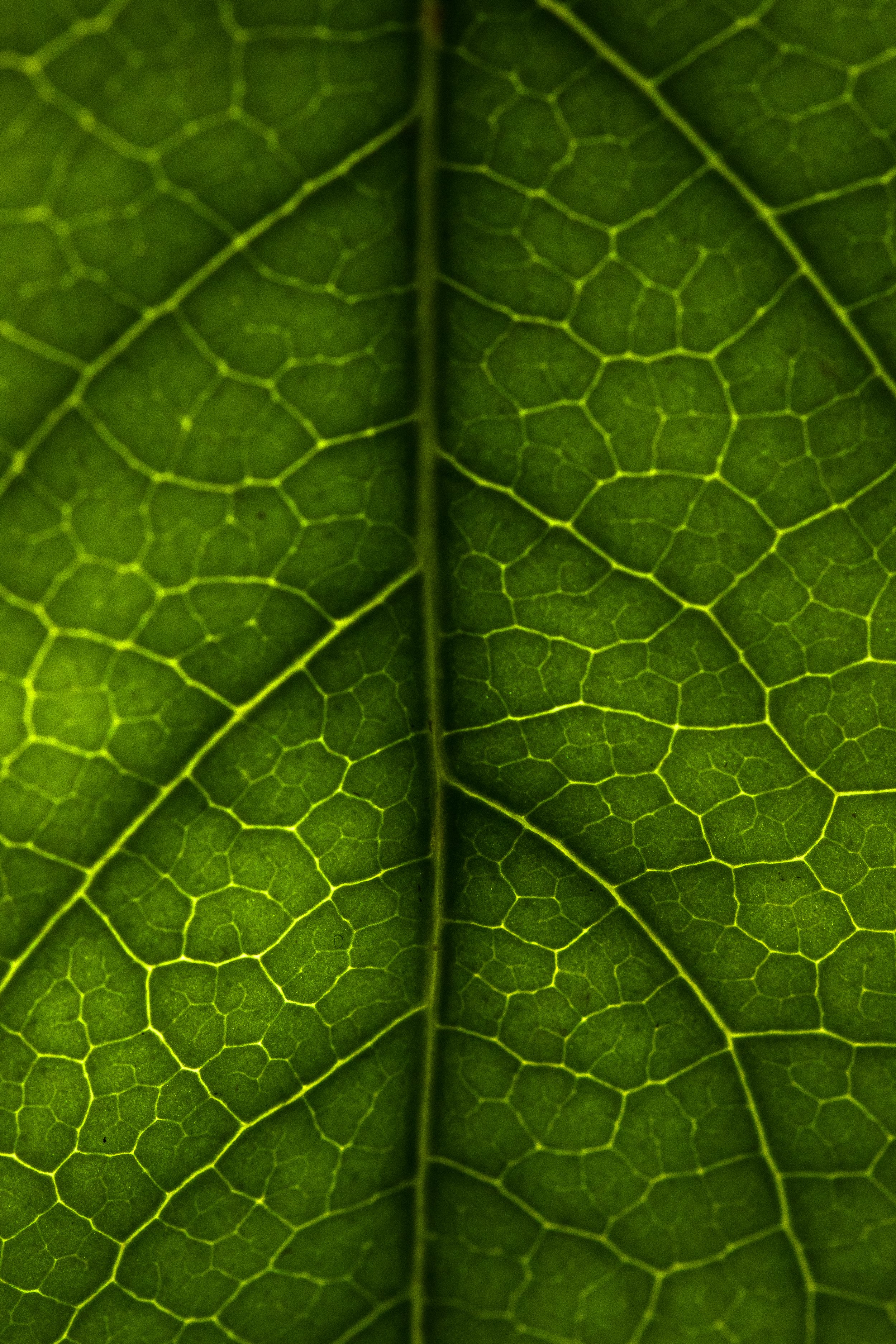 Close-up of a green leaf showing detailed vein structure.