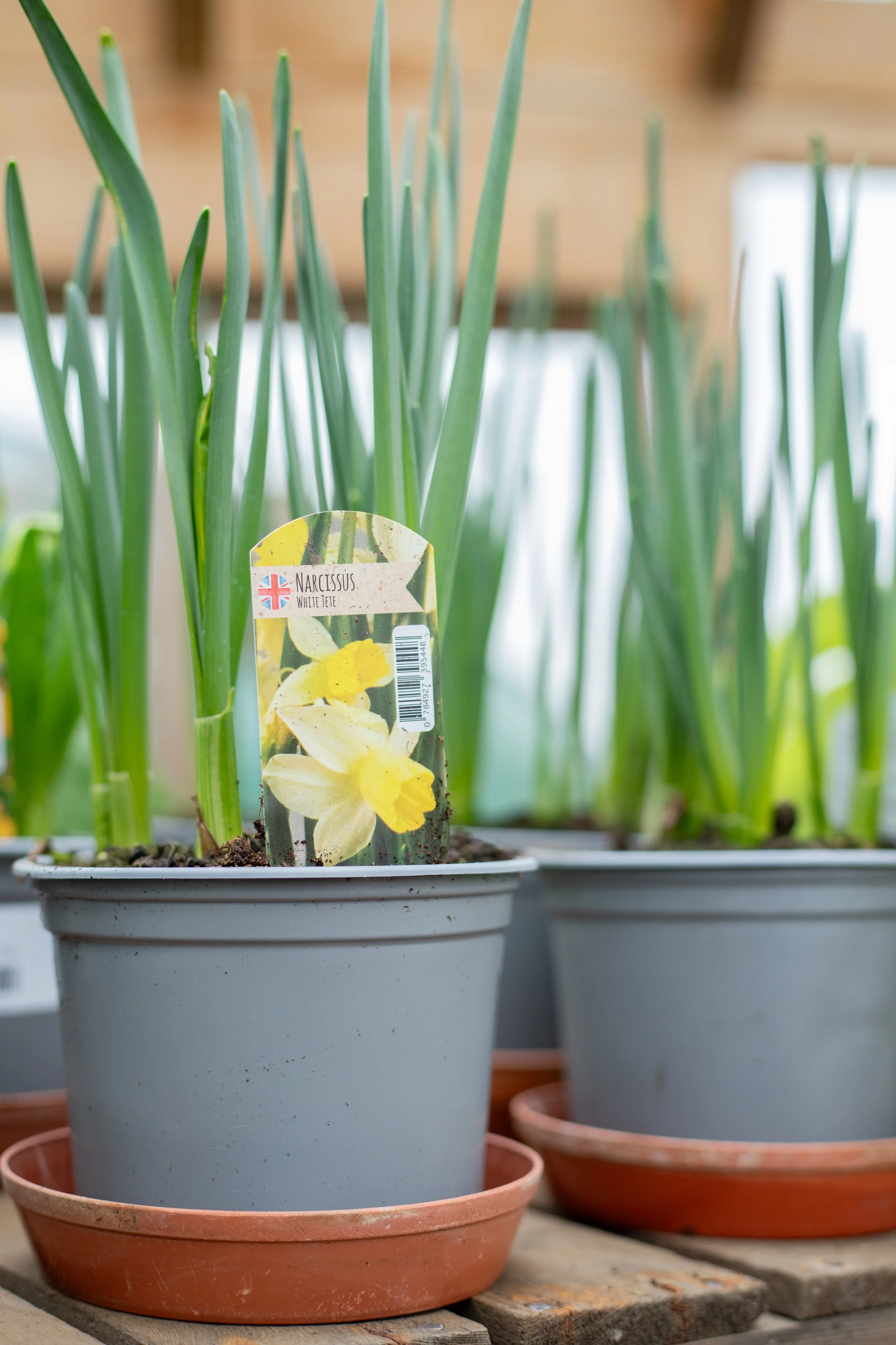 Narcissus - White Tete [13cm]