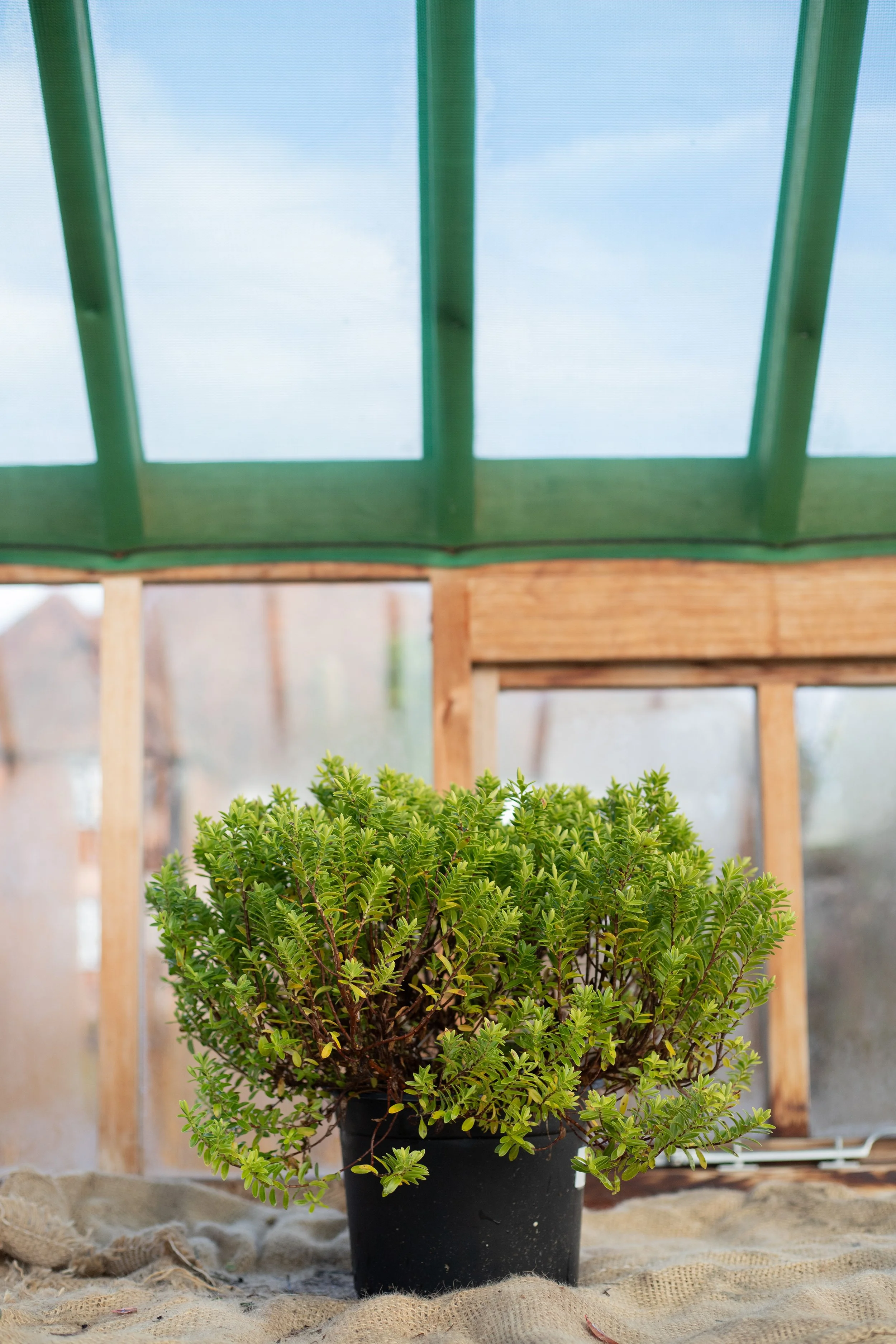 Hebe rakaiensis (Rakai hebe) [5L]