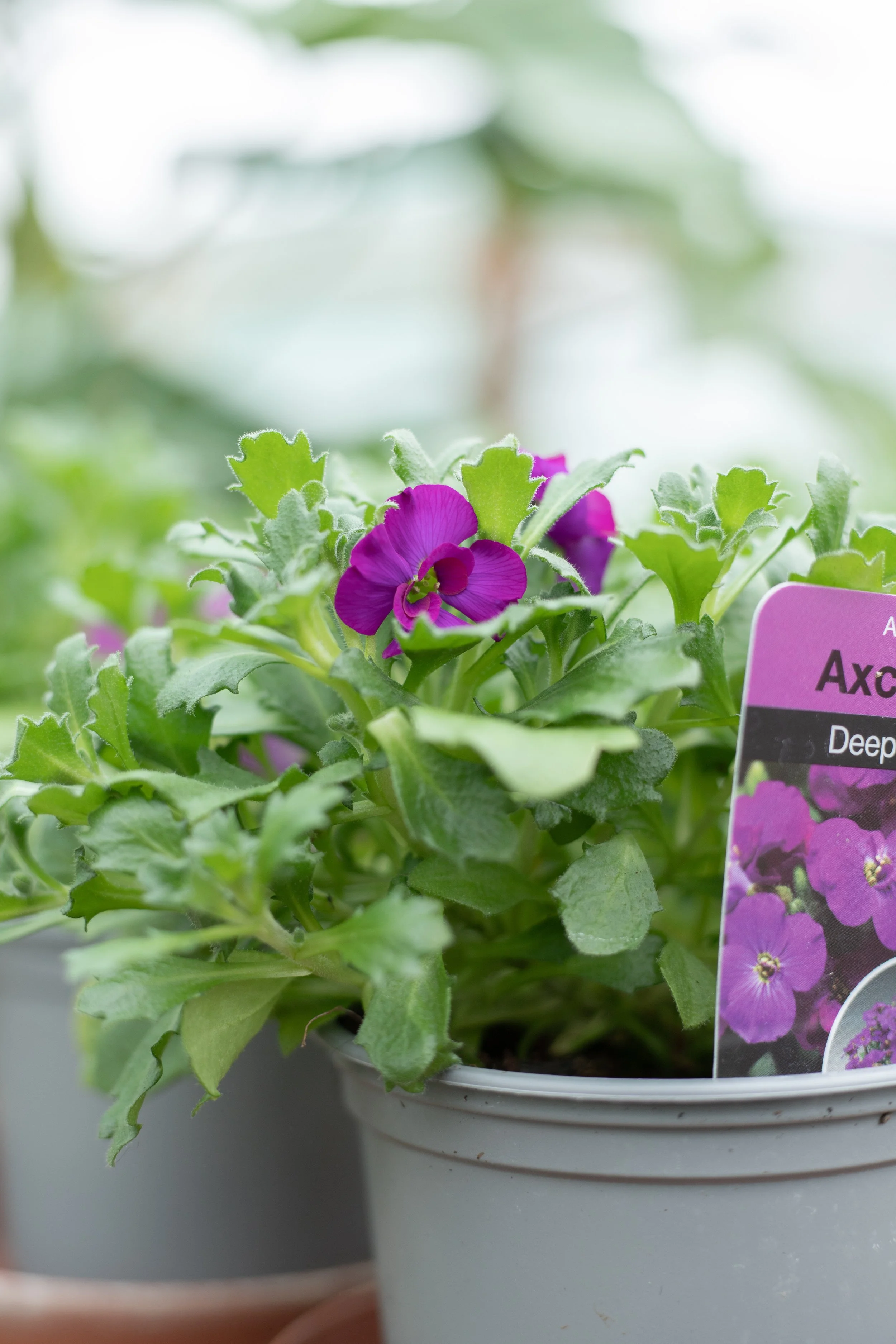 Aubrietia - Axcent Deep Purple [10.5cm]