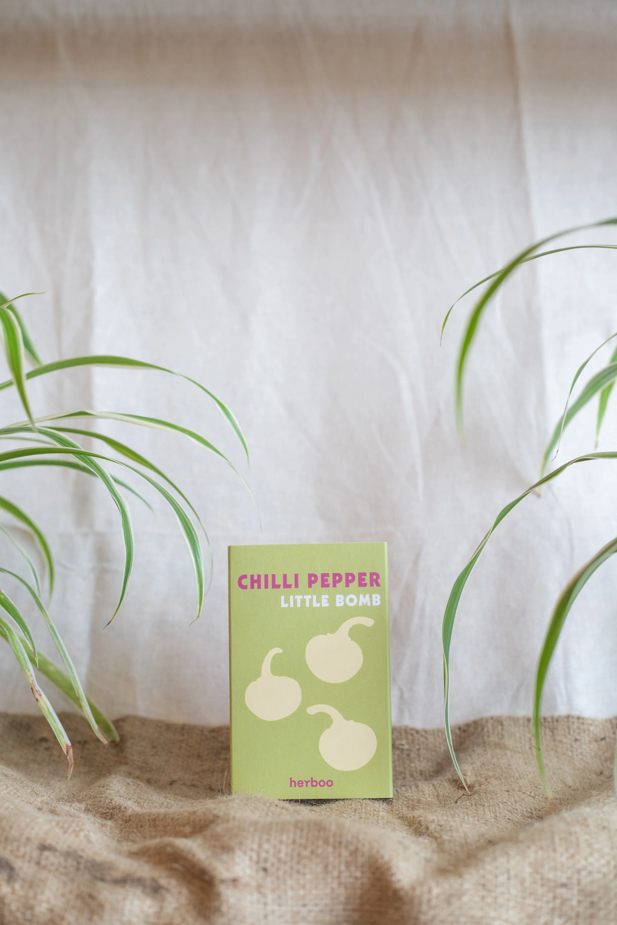 Chilli Pepper ‘Little Bomb’ (Herboo)