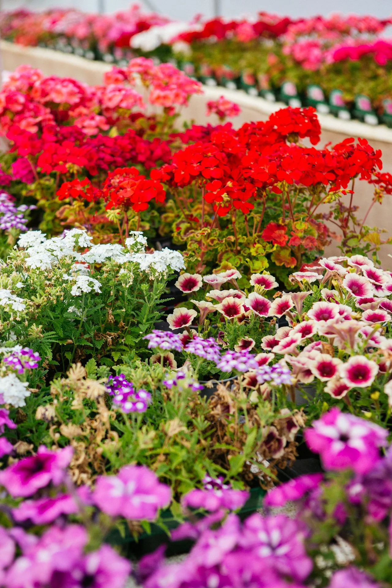 Colorful display of various flowers, including pink, red, white, purple, and cream-colored blooms, arranged in a garden center or nursery.