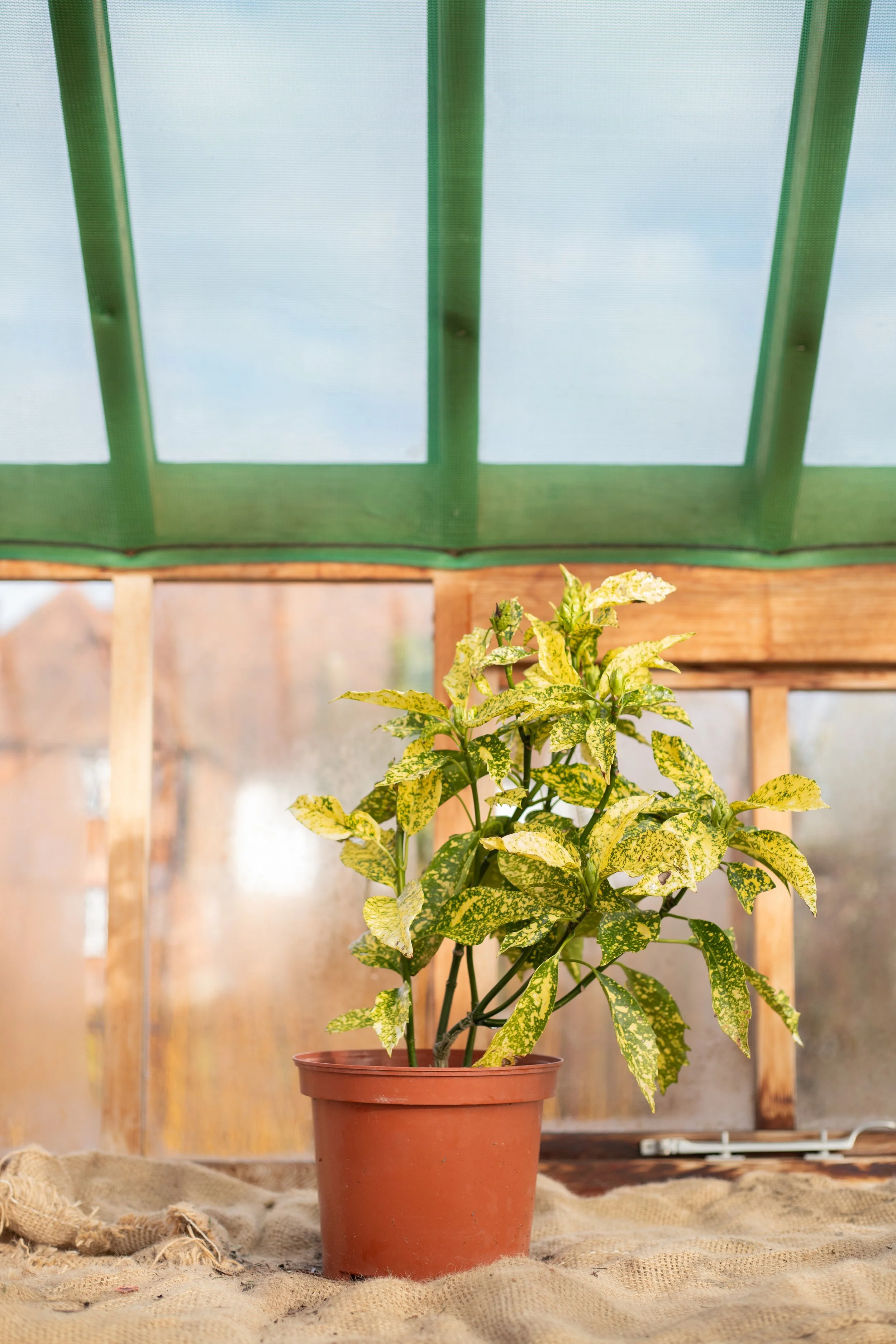 Aucuba japonica ‘Golden King’ (Japanese laurel ‘Golden King’) [5L]