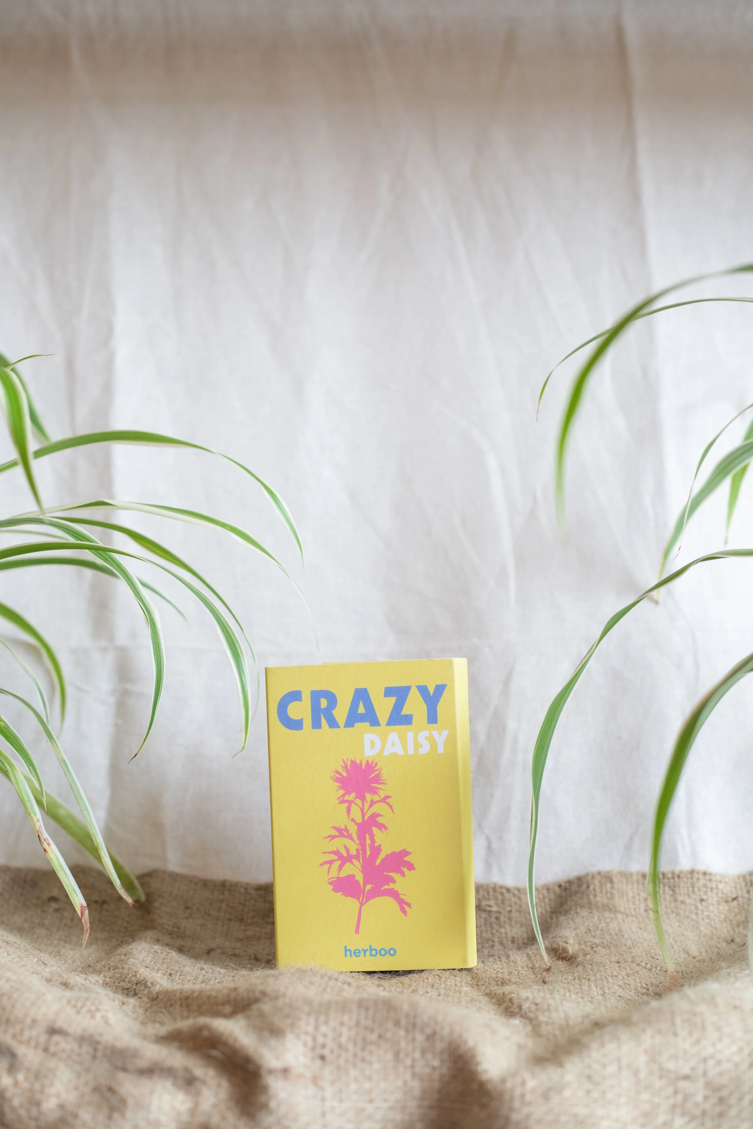 Crazy Daisy (Herboo)