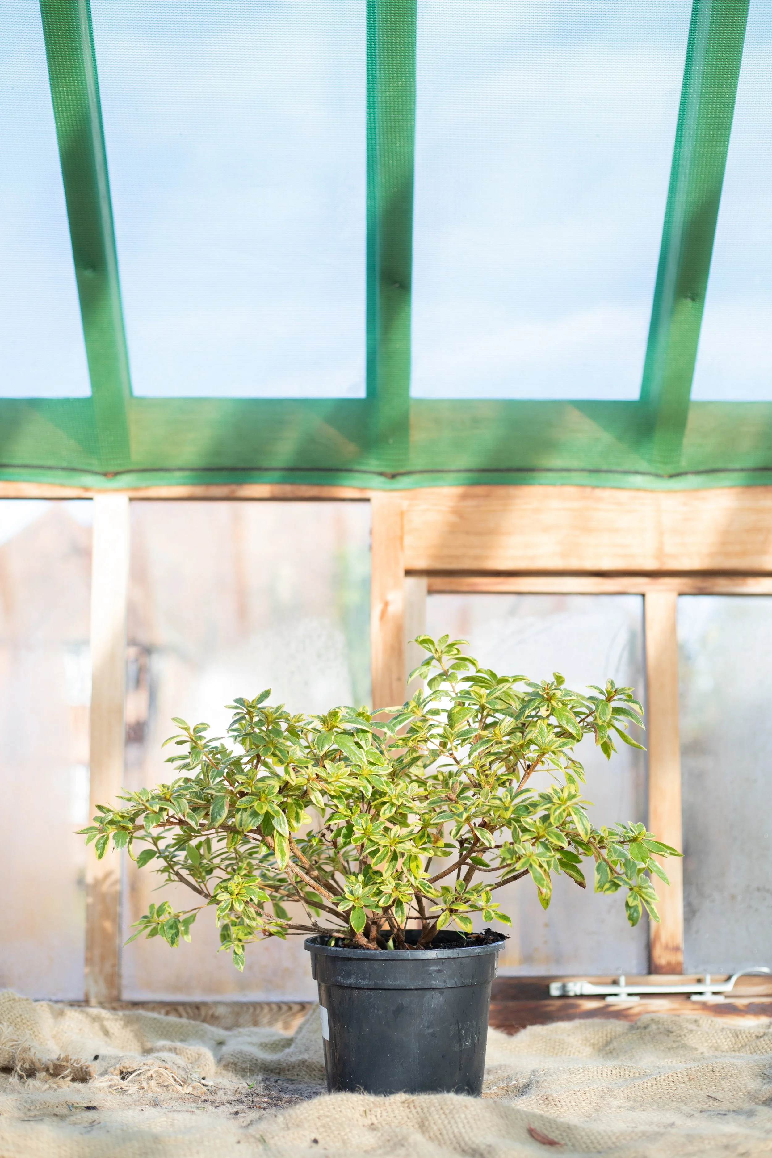 Azalea encore ‘Moonstruck’ [3L]