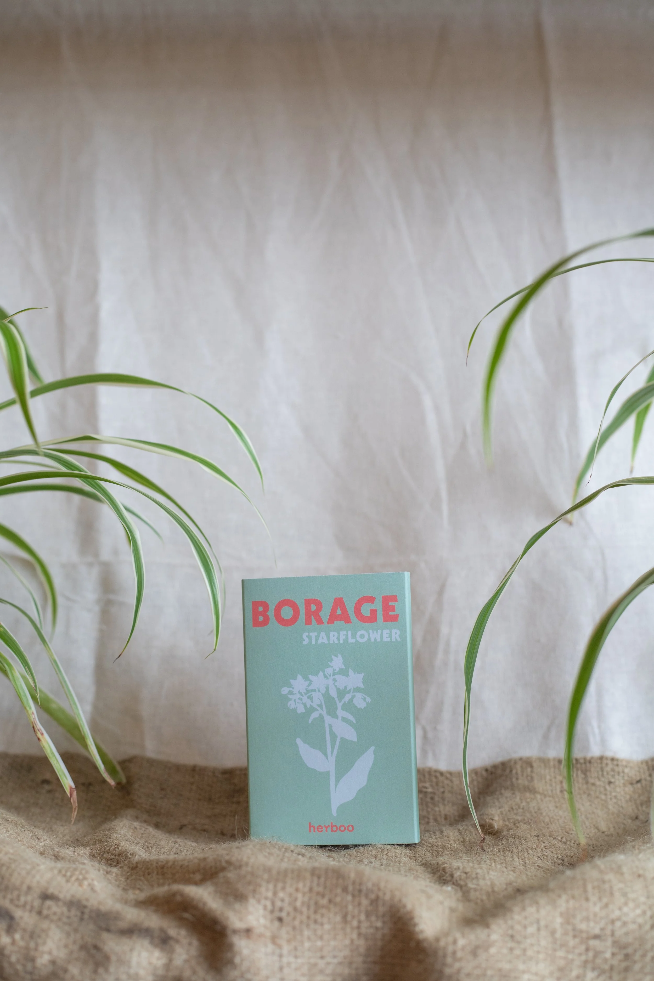 Borage ‘Starflower’ (Herboo)