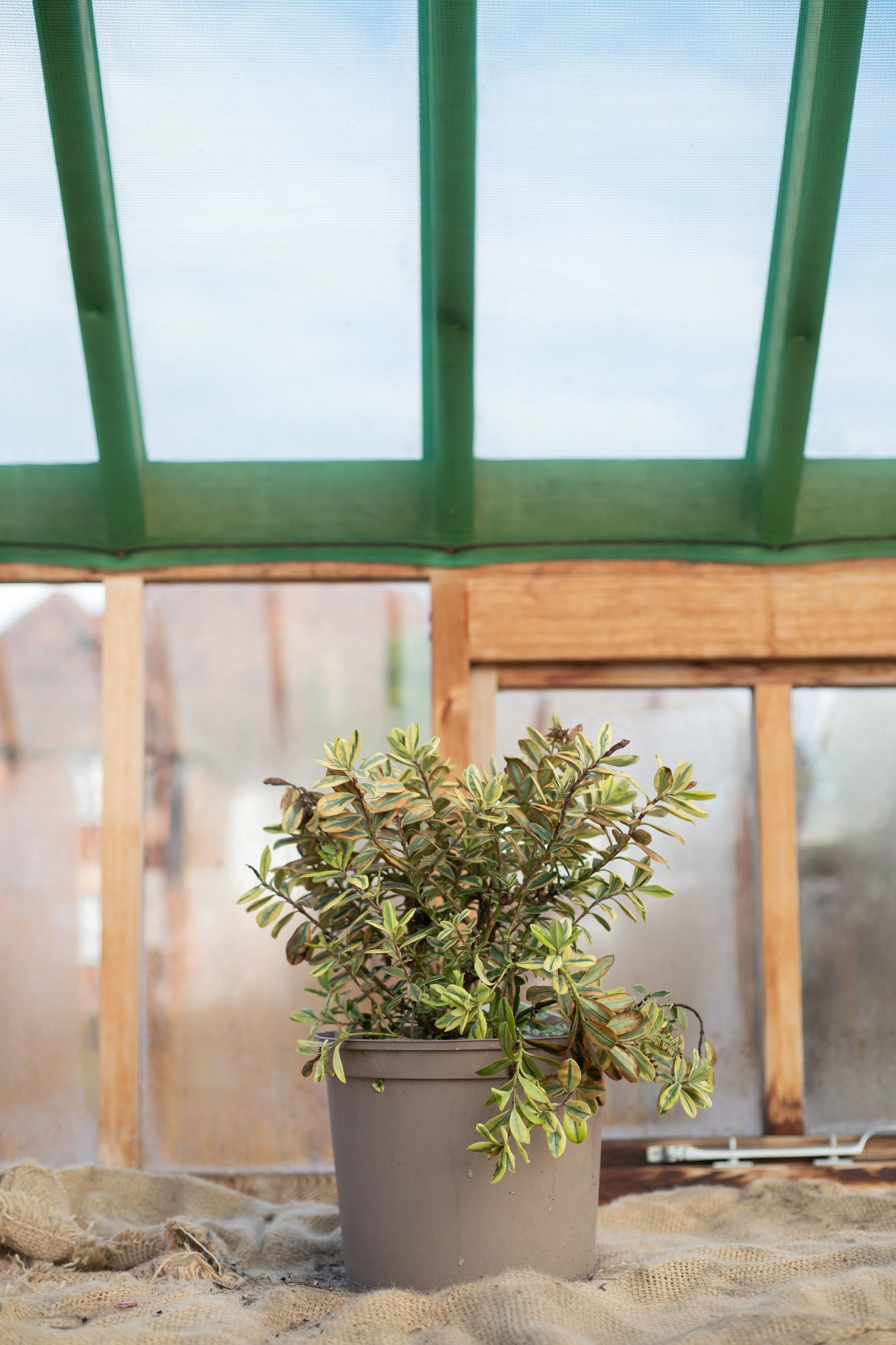 Hebe x franciscana ‘Variegata’ (Shrubby Veronica) [7.5L]