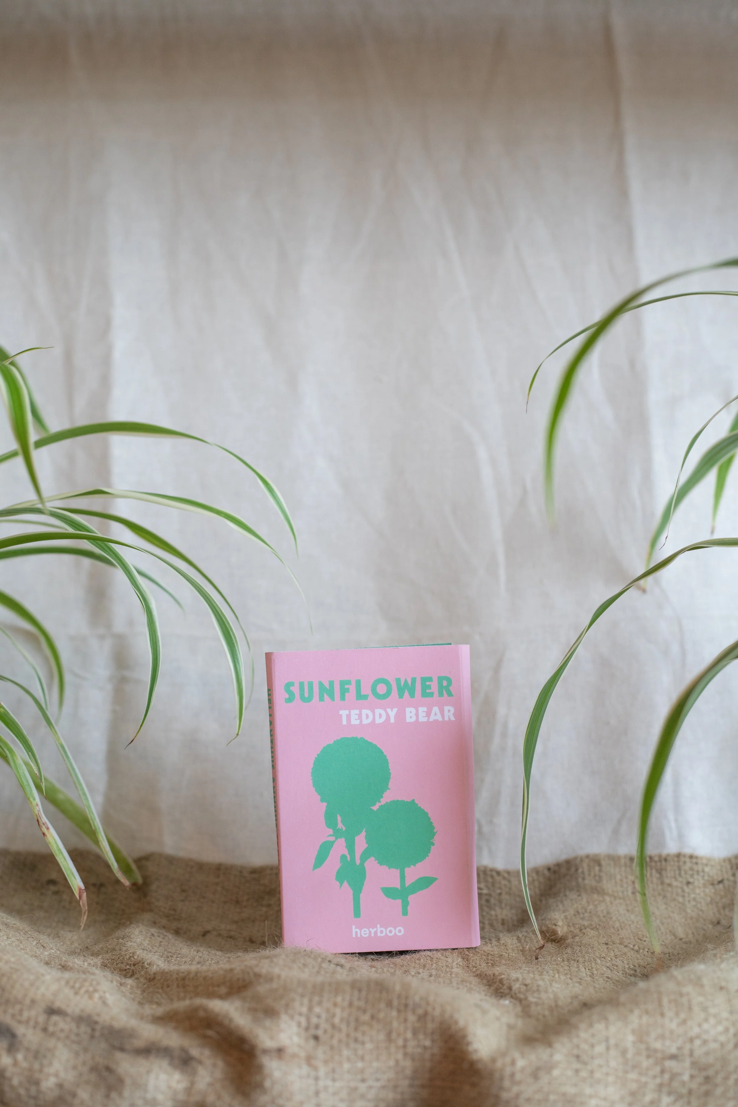 Sunflower ‘Teddy Bear’ (Herboo)