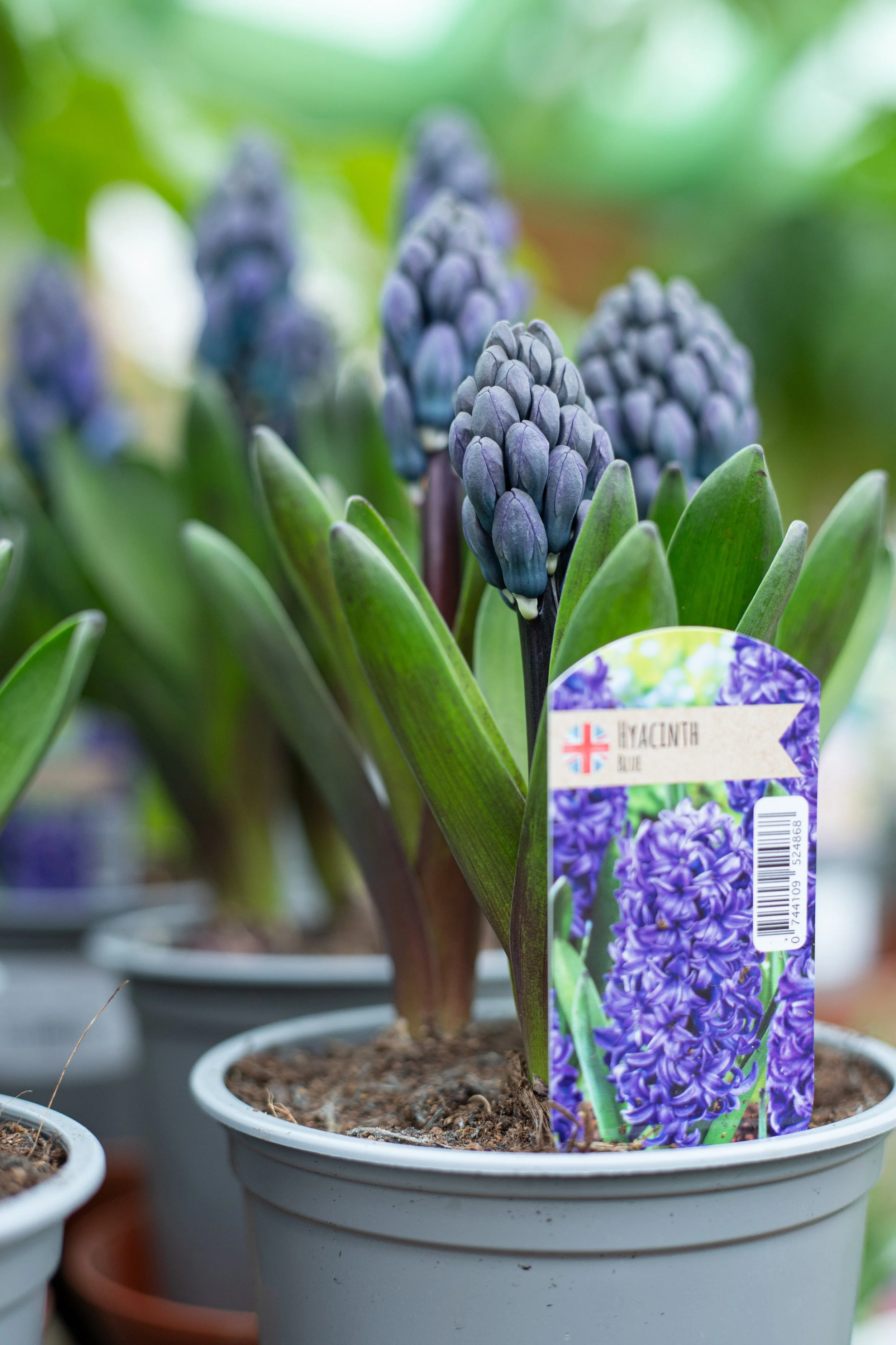 Hyacinth - Blue Star Pearl [13cm]