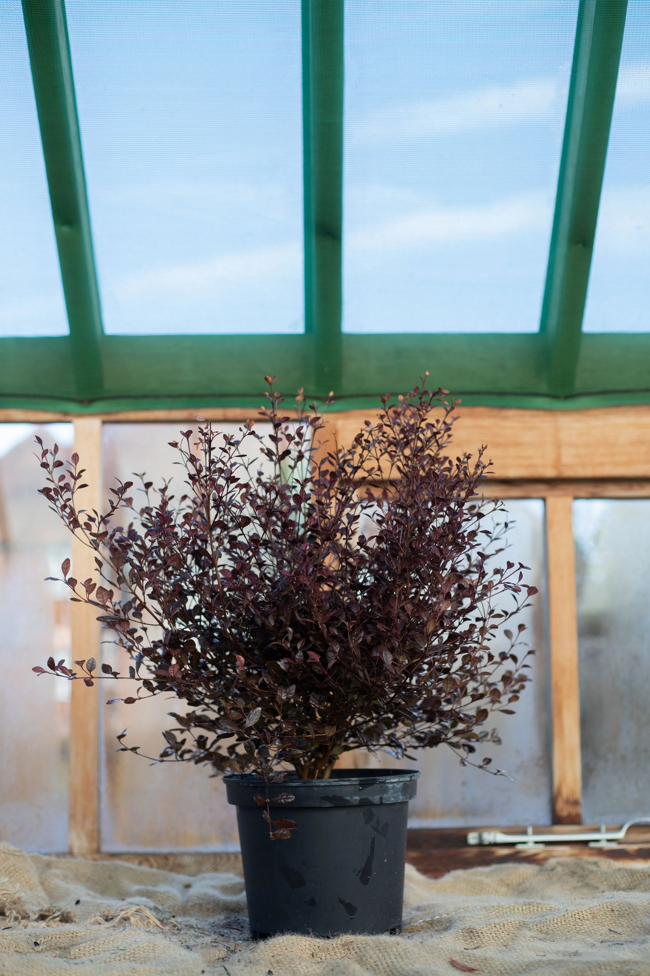 Lophomyrtus x ralphii ‘Red Dragon’ (New Zealand myrtle ‘Red Dragon’) [5L]